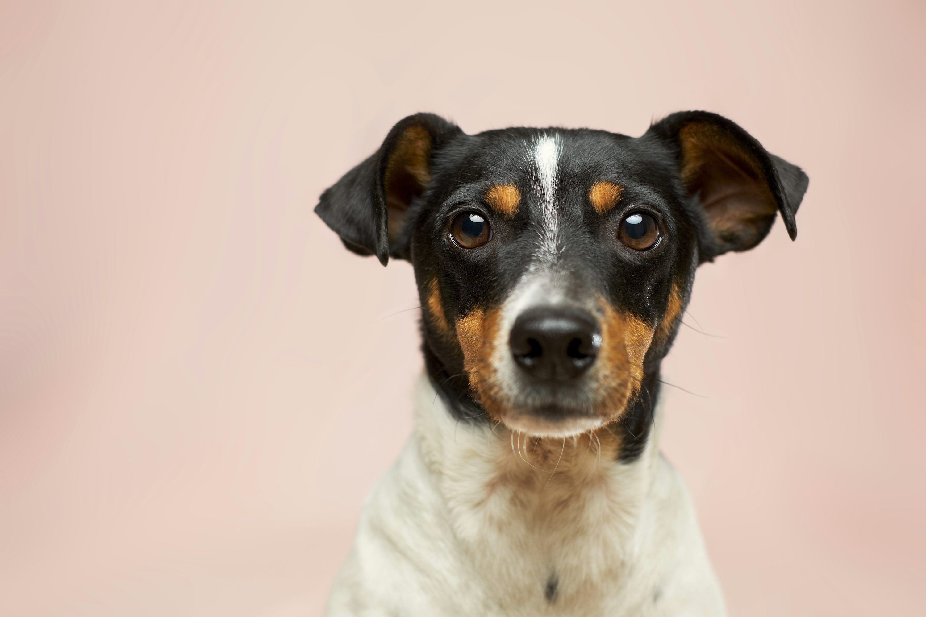 3000x2000 Dog Wallpaper: Free HD Download [4K]