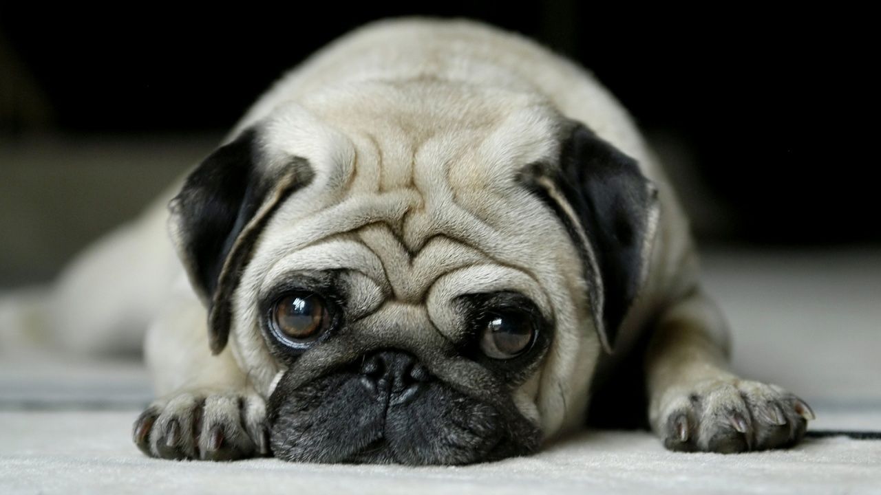 1280x720 Pug 4K UHD Wallpaper for UltraHD Desktop and TV : Widescreen and UltraWide Display : Smartphone and Tablet Devices