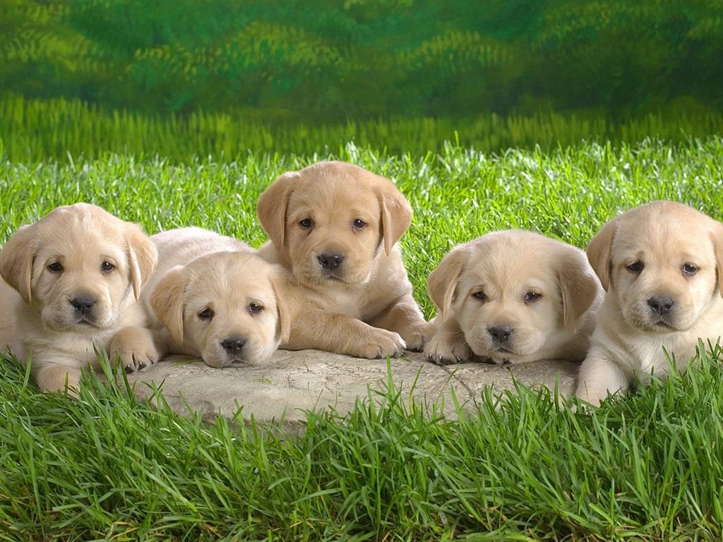 1024x768 Five small Labrador Wallpaper