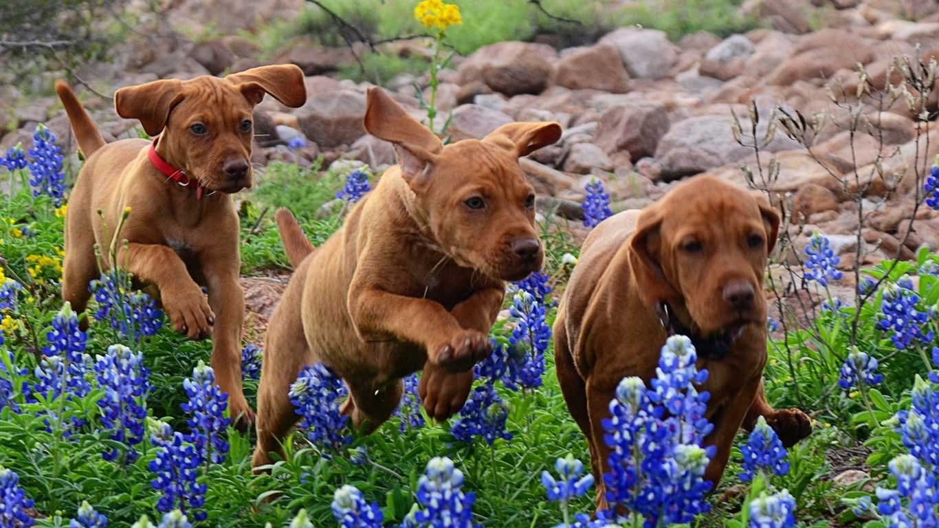 1366x768 Hungarian Vizsla Puppies Windows 10 HD Wallpaper