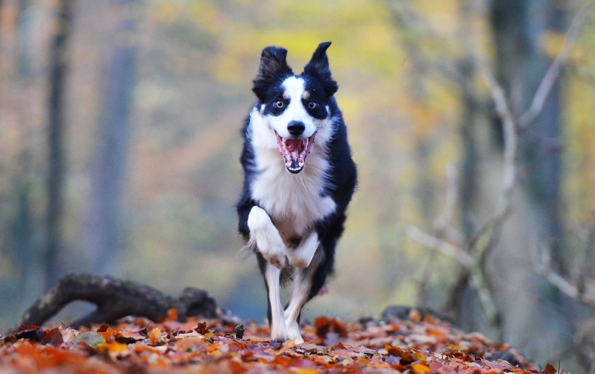 1200x755 Health Benefits of Canine Fitness & Conditioning&J Dog Supplies