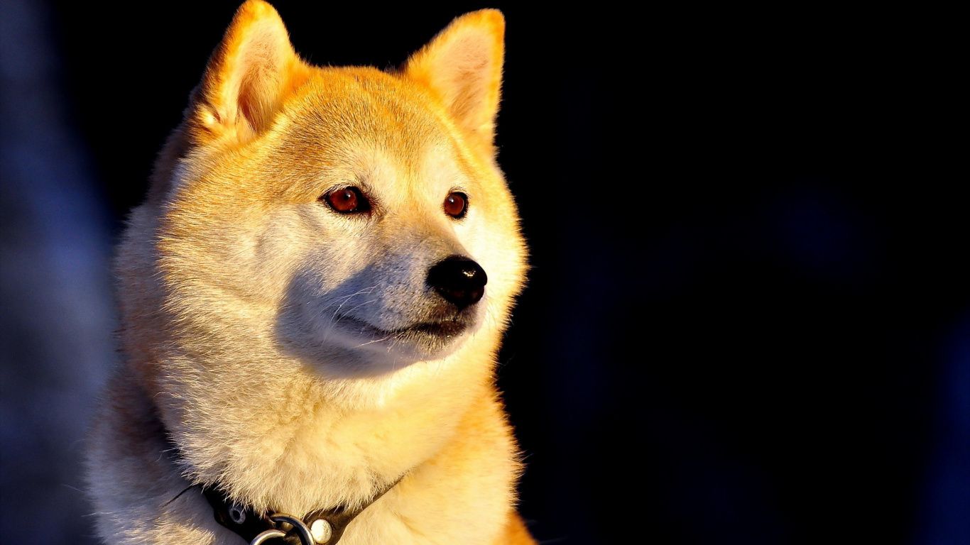 1366x768 Laptop Shiba Inu Wallpaper Free 1366x768 High Quality Background