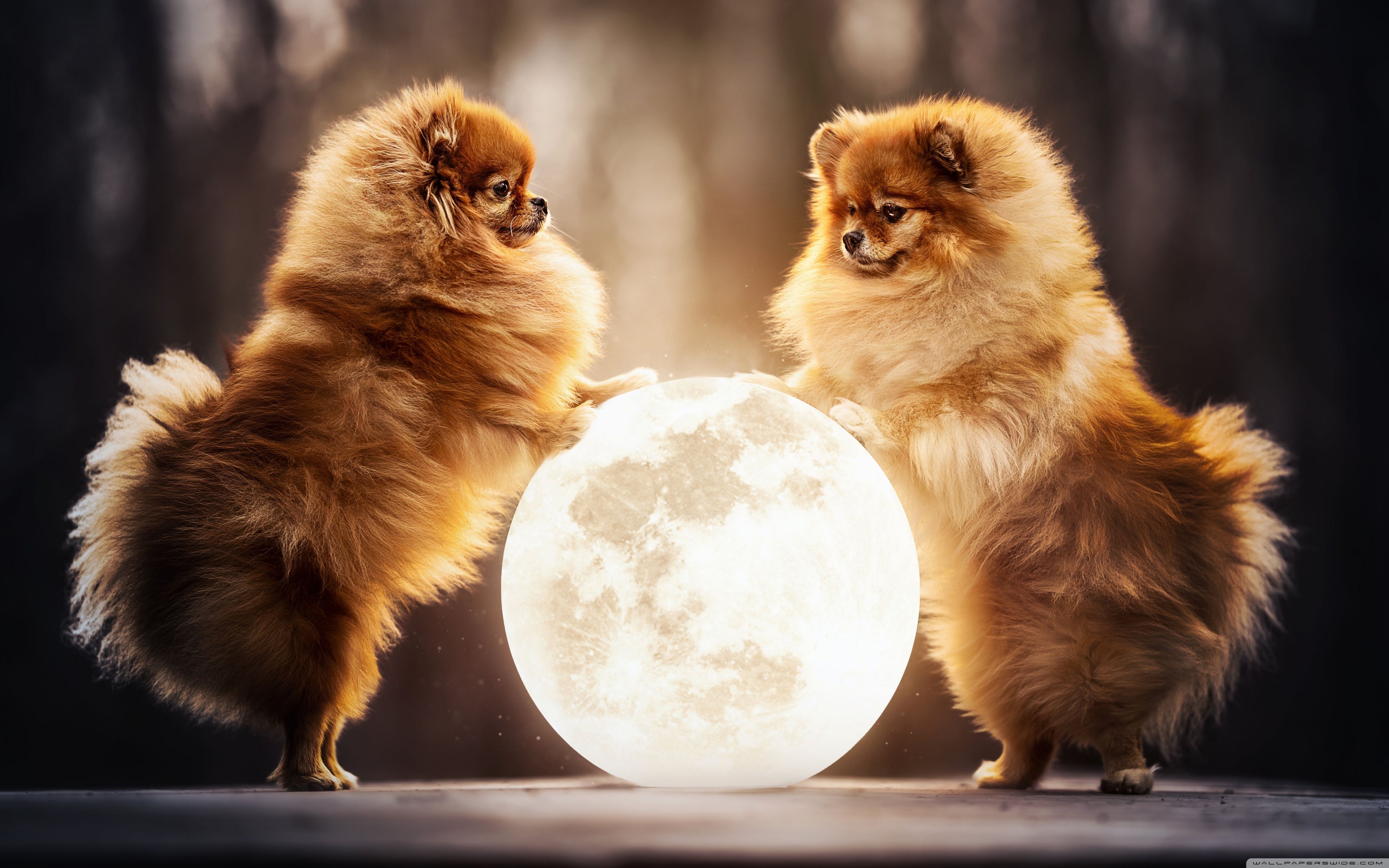 3840x2400 Adorable and Fluffy Pomeranian Dogs 4K UHD Wallpaper for UltraHD Desktop and TV : Widescreen and UltraWide Display : Dual Monitor : Smartphone and Tablet Devices