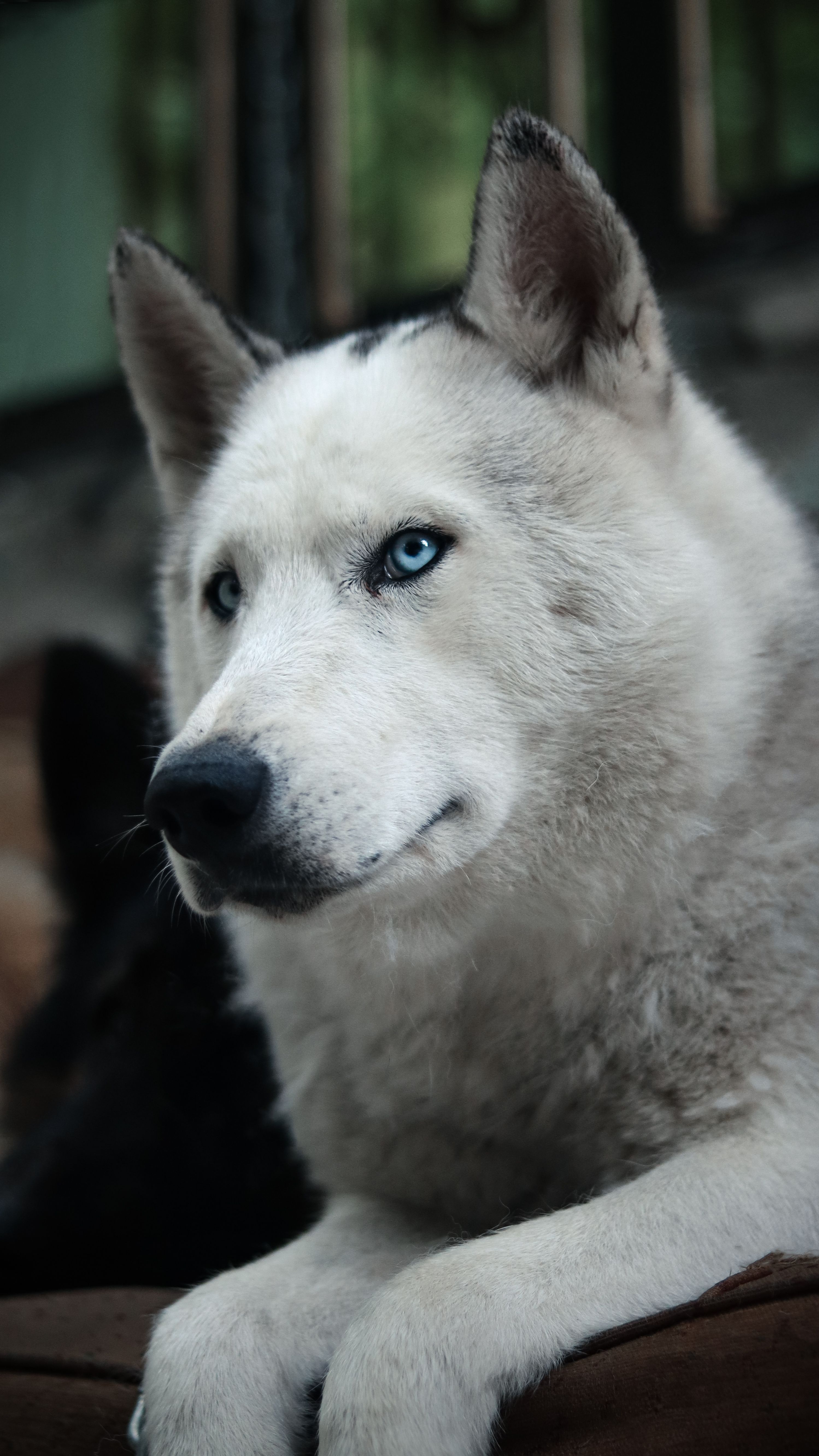 2997x5328 Dog Wallpaper Photo, Download The BEST Free Dog Wallpaper & HD Image