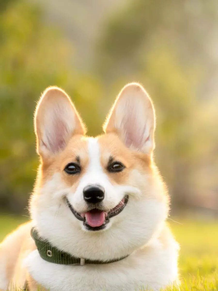 900x1200 cutest dog picture that will brighten up your day. Times of India