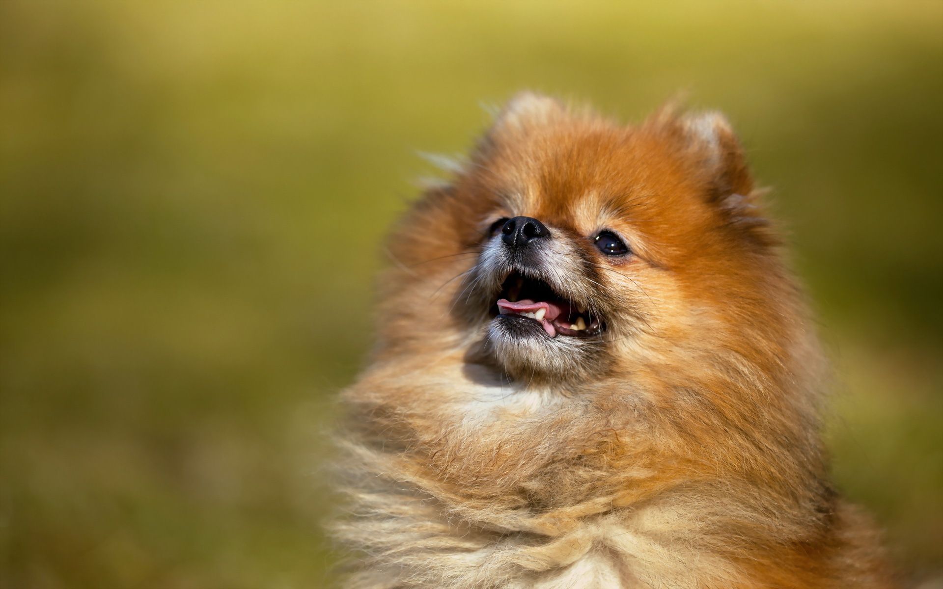 1920x1200 Desktop wallpaper: Sunflower, Animal, Pomeranian, Dog, Flower, Puppy, Dogs 4K free download for PC. 169625