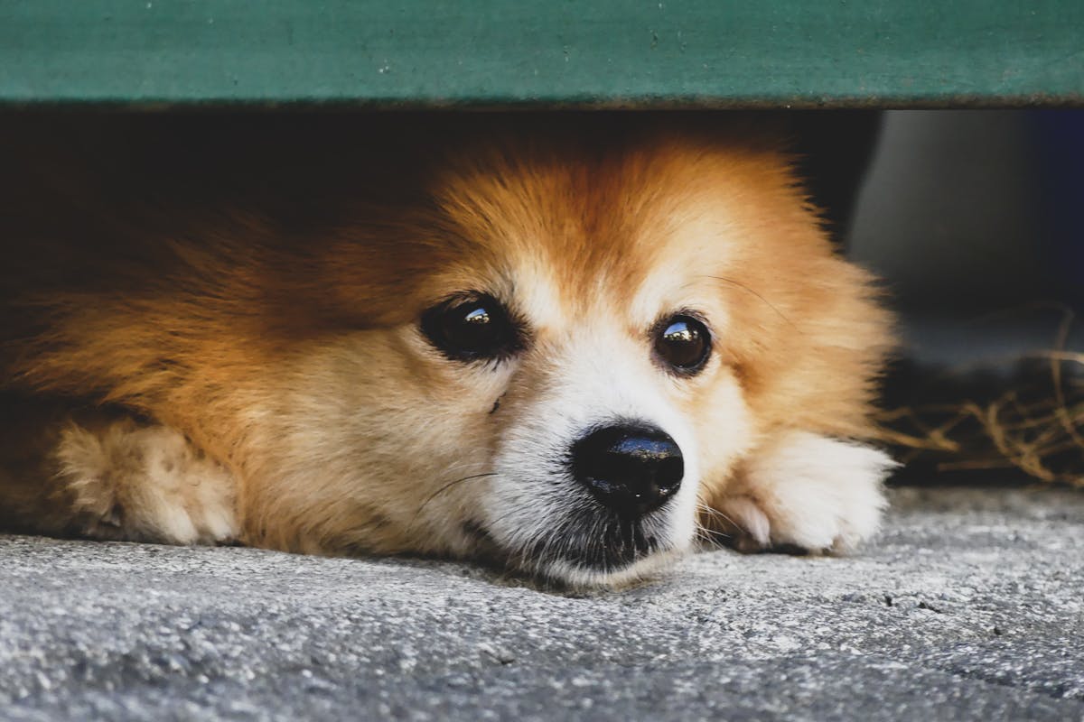 1200x800 Dog Hiding Under Bed: Common Reasons and Easy Solutions