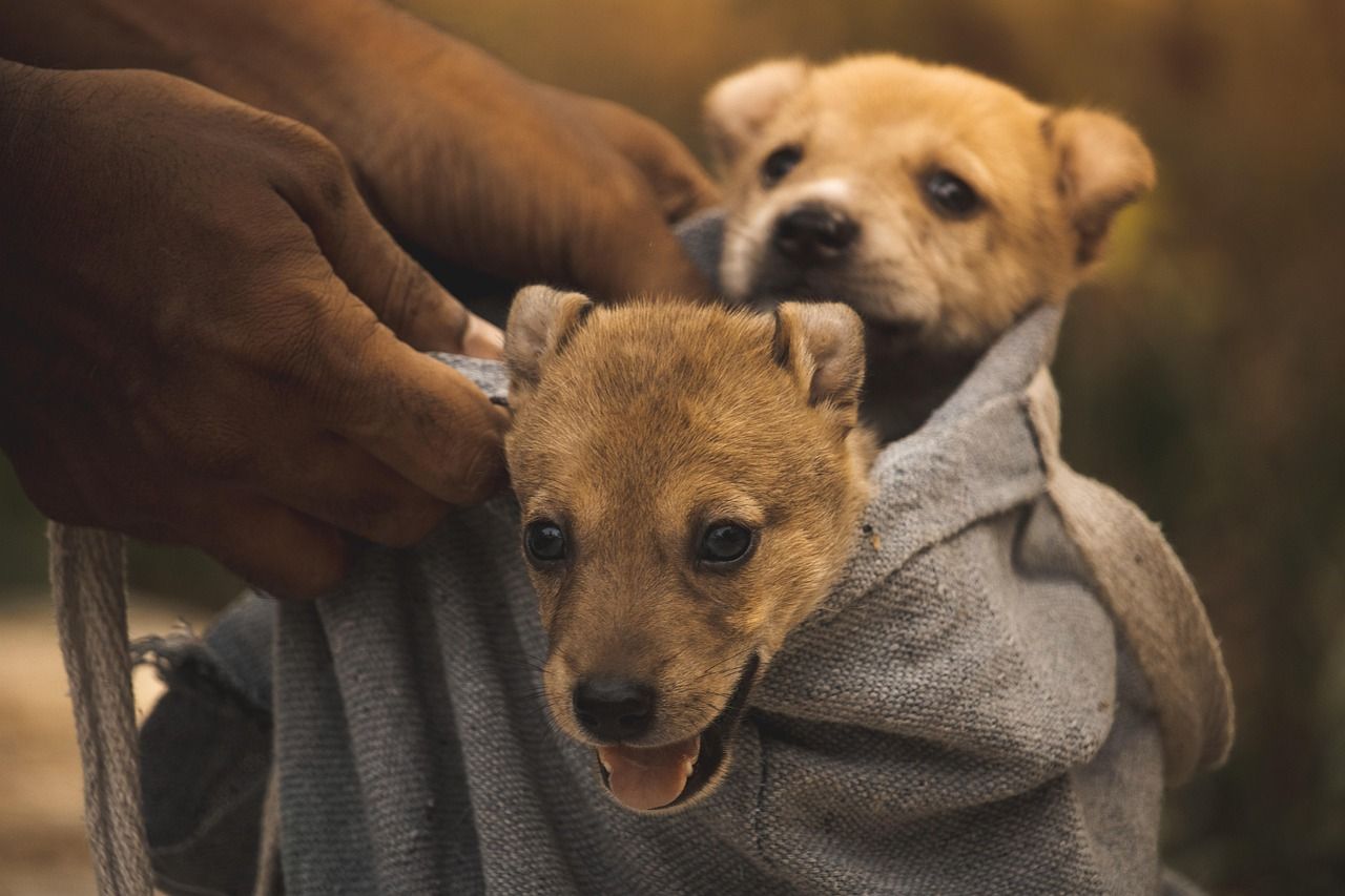 1280x853 Puppies Dogs Bag