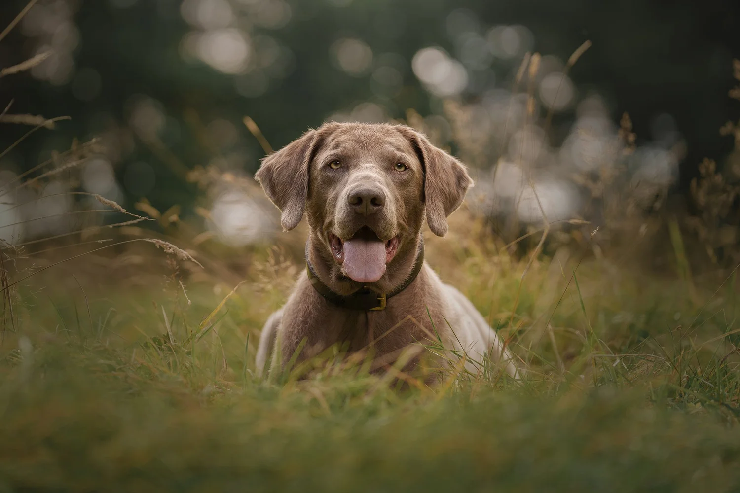 1500x1000 Dog Gallery Gladwin Dog Photography in Lancashire