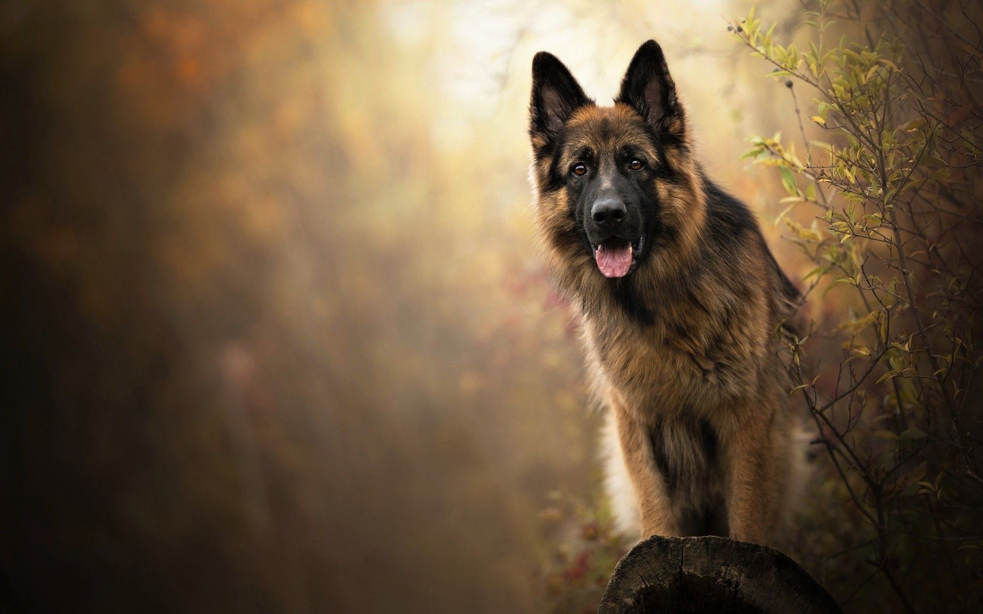 1920x1200 German Shepherd Dog Wallpaper