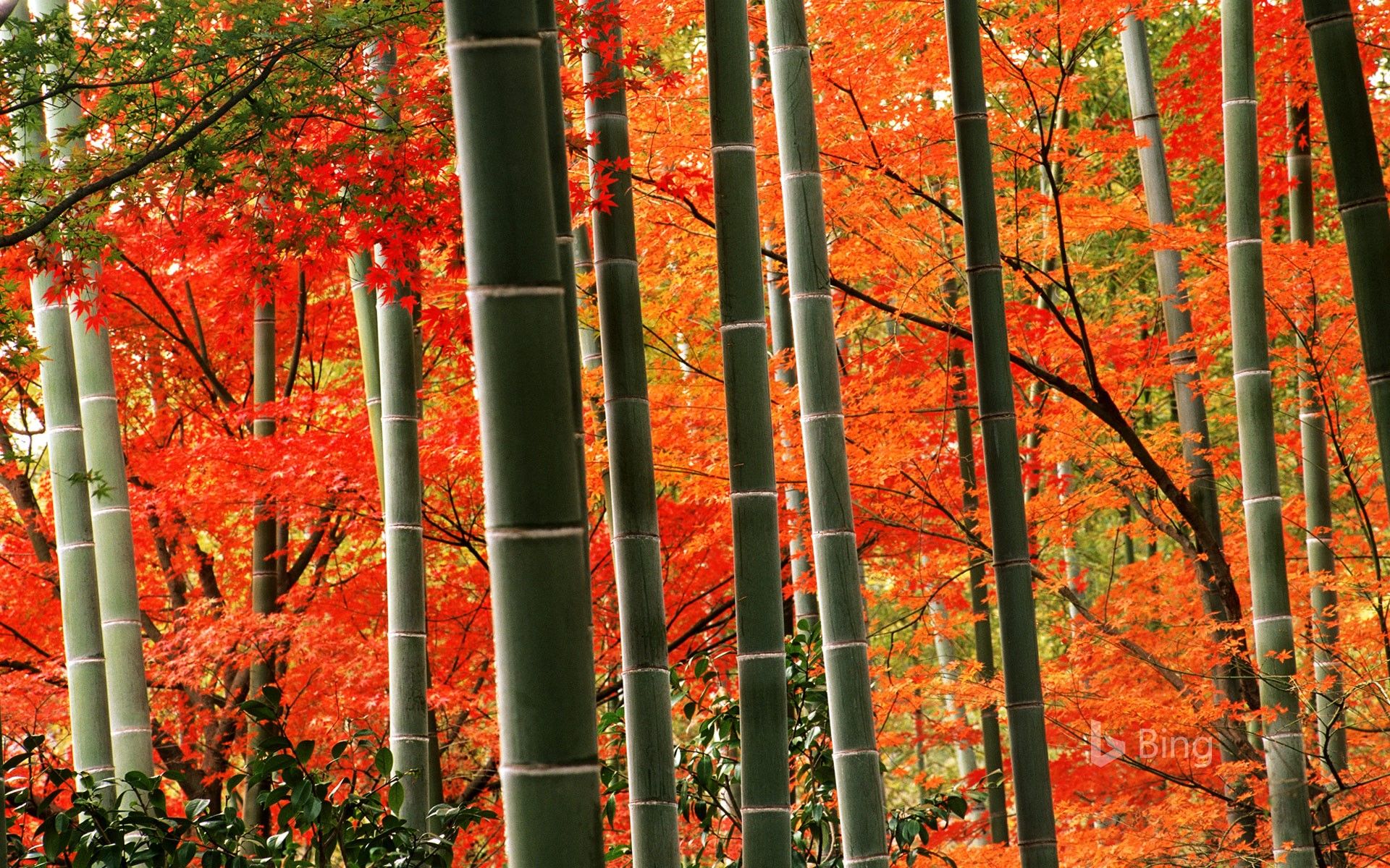 1920x1200 Bamboo forest and fall foliage in Arashiyama Park, Kyoto, Japan Wallpaper