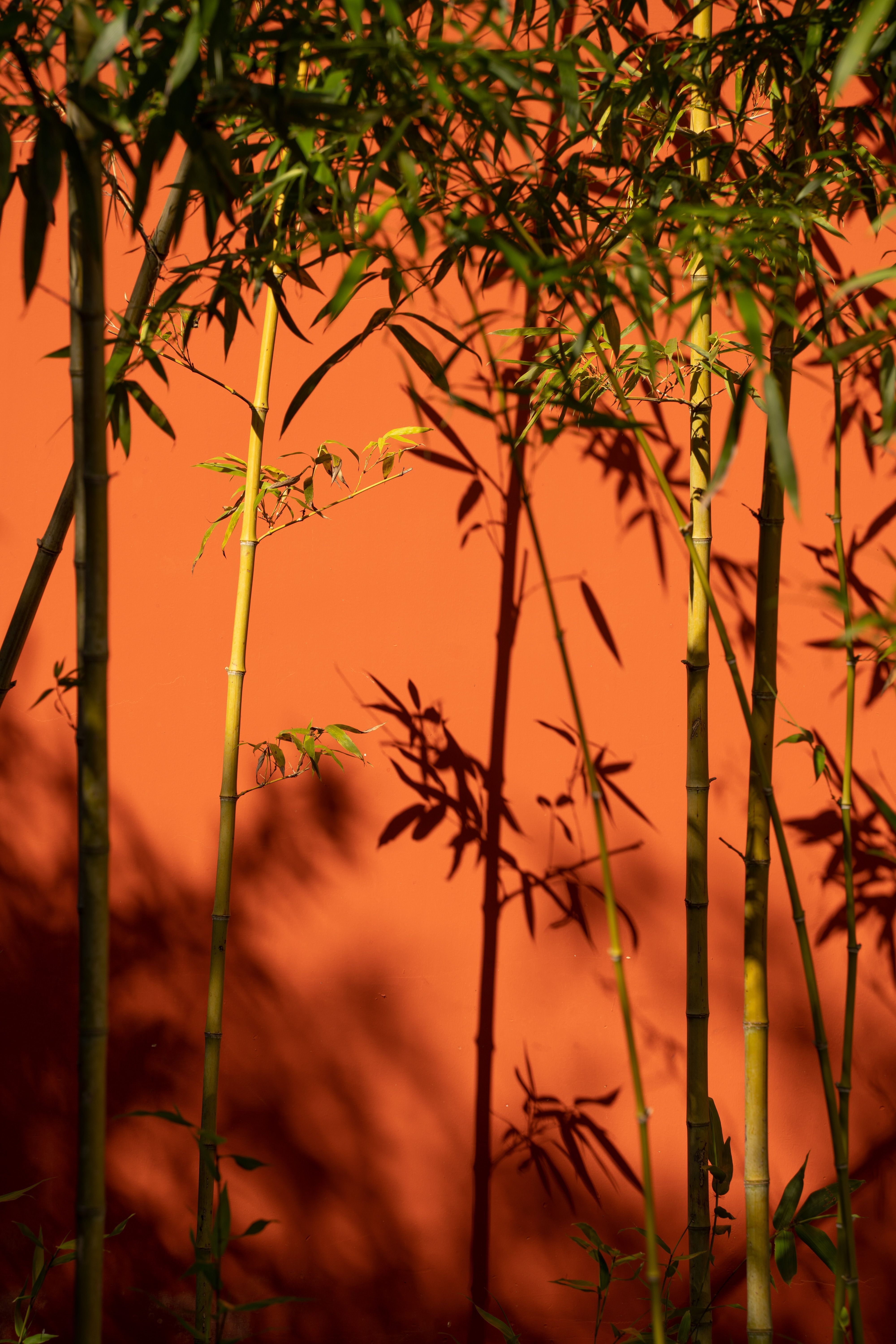 4000x6000 Lush Green Bamboo Against Warm Red Wall · Free