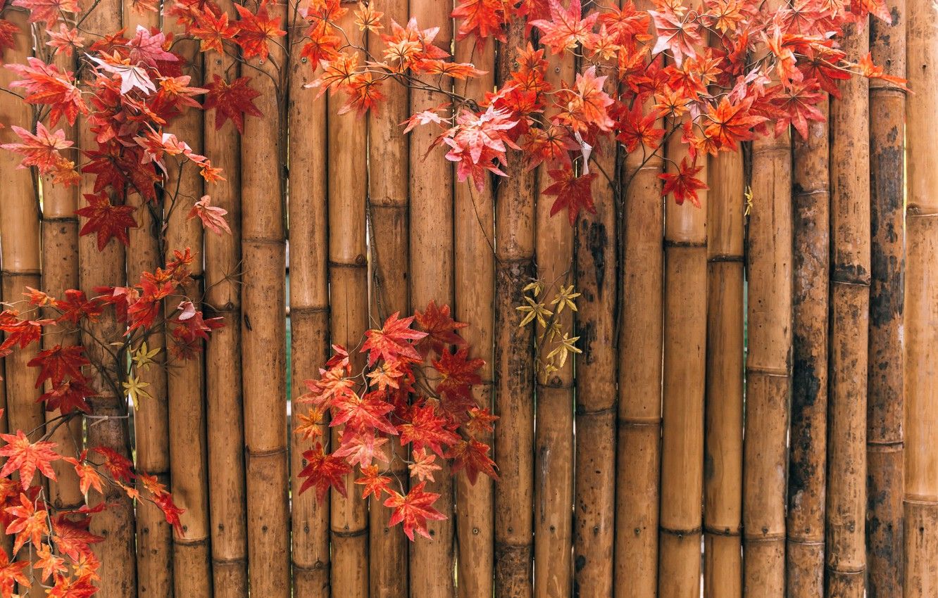 1332x850 Autumn Bamboo Wallpaper