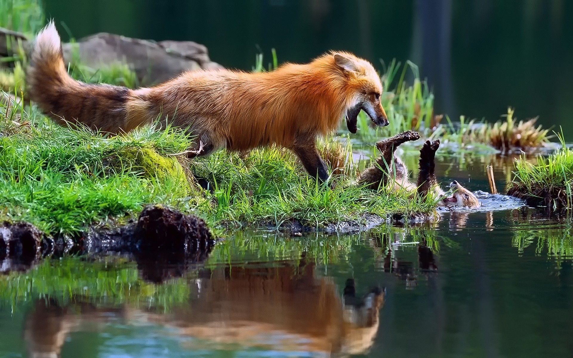 1920x1200 Vibrant Fox by the Water: A Stunning HD Wallpaperx1200