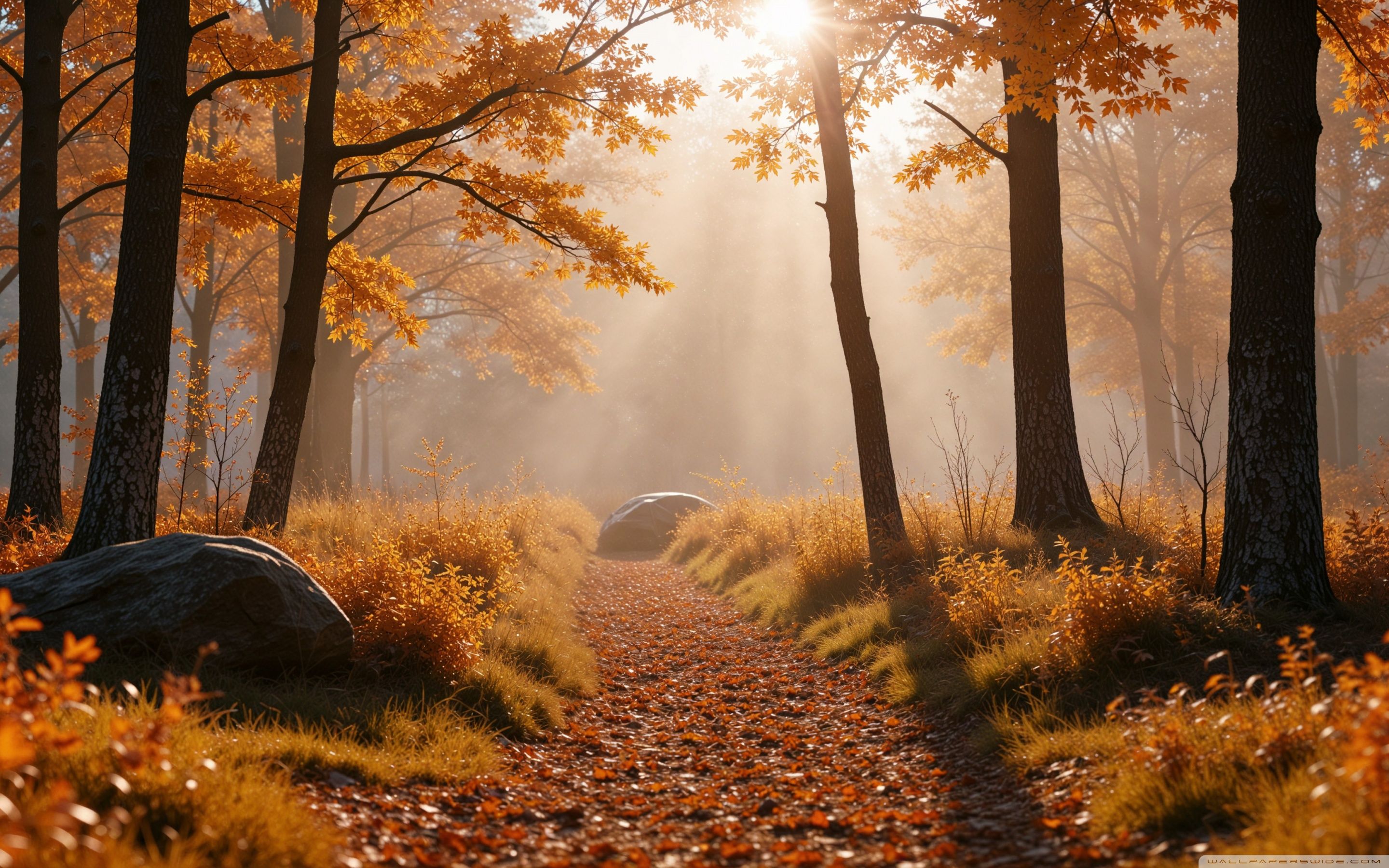 2880x1800 Fall Sun In Orange Wood 4K UHD Wallpaper for UltraHD Desktop and TV : Widescreen and UltraWide Display and Triple