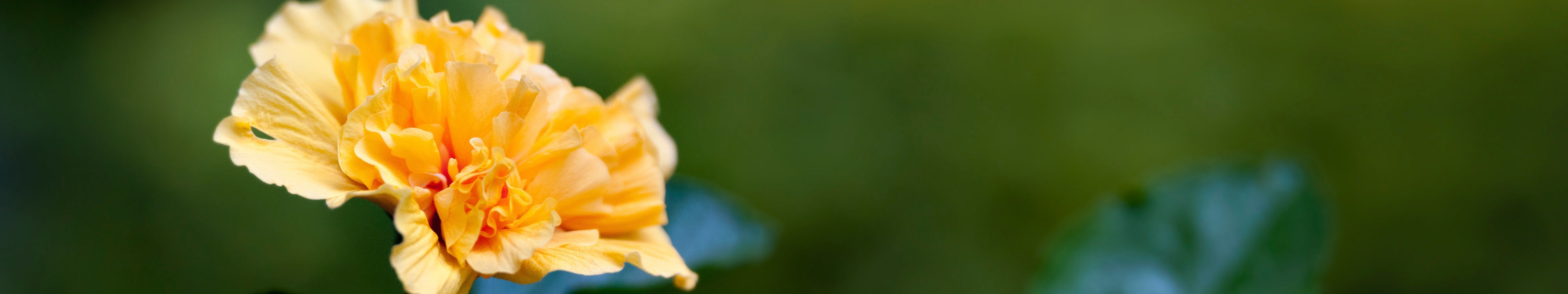 5760x1080 Free flowers, yellow 5K wallpaper for desktop and phone