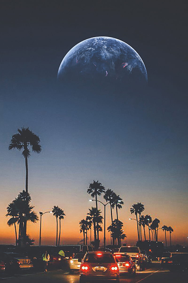 800x1202 At sunset, california, palm, planet, relax, HD phone wallpaper