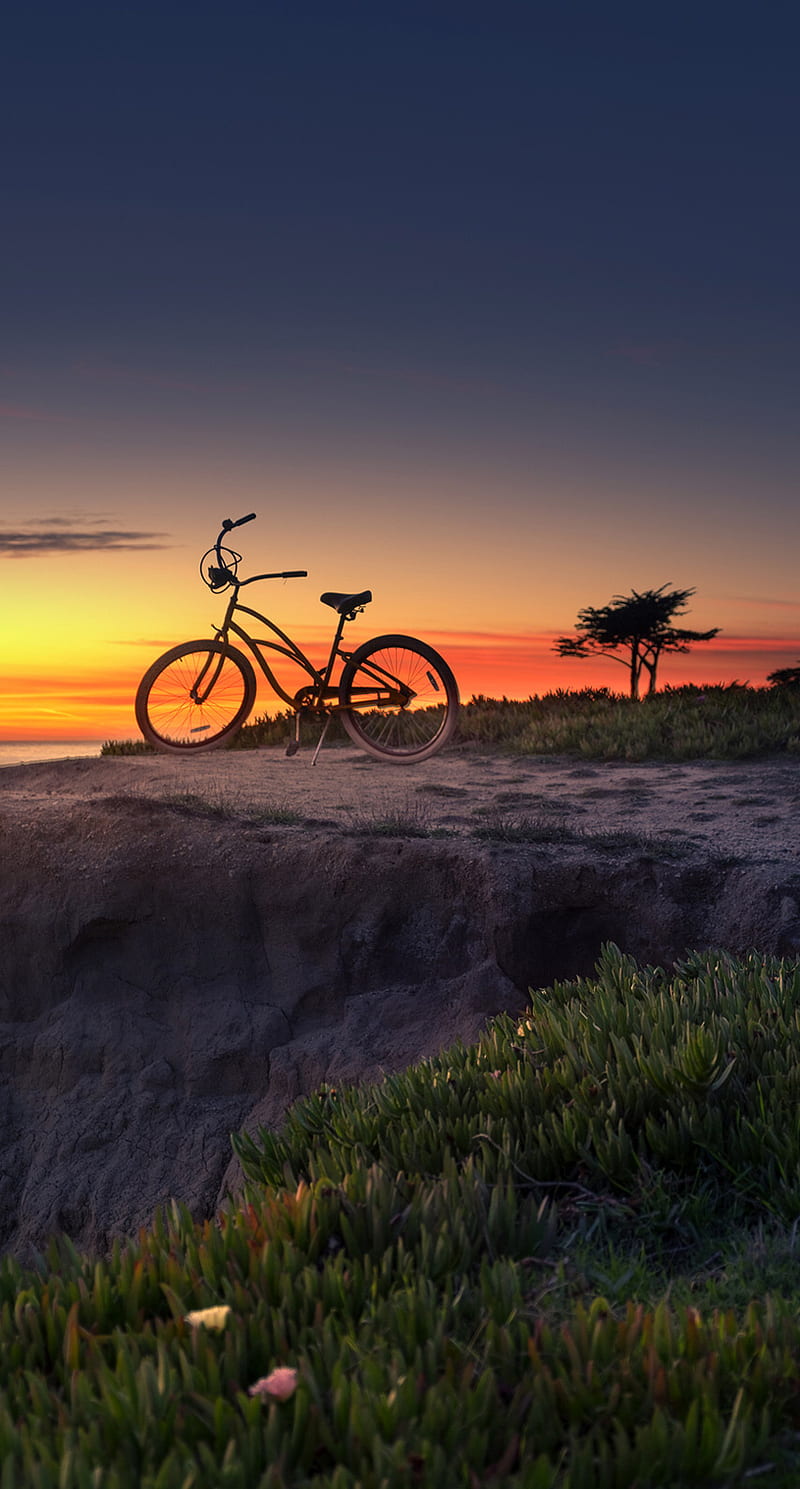 800x1489 Nature, cycling, trees, HD phone wallpaper