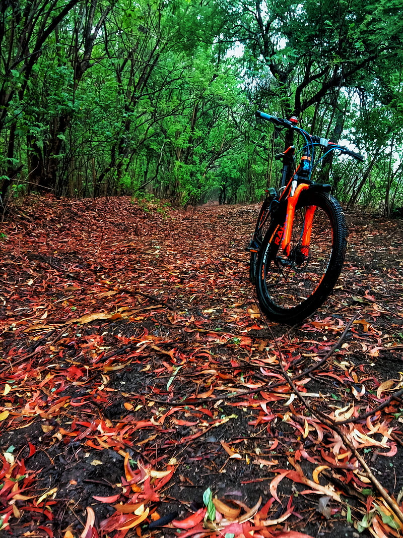 800x1067 Nature, awesome, beauty, bicycle, bike, cycle, environment, love, nature lover, HD phone wallpaper