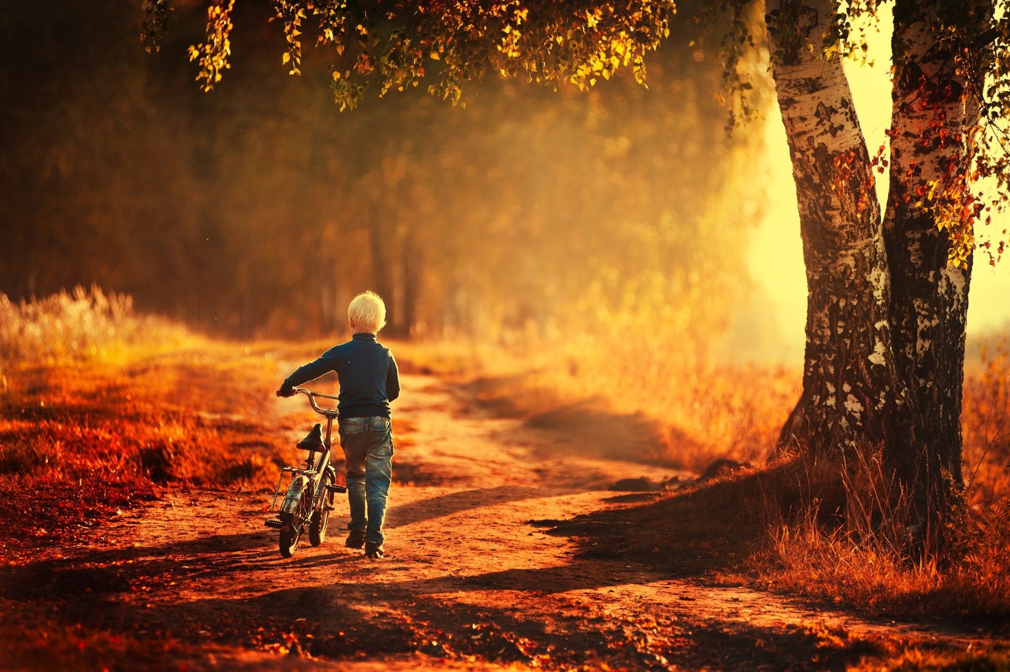 2048x1363 nature, Bicycle Wallpaper HD / Desktop and Mobile Background