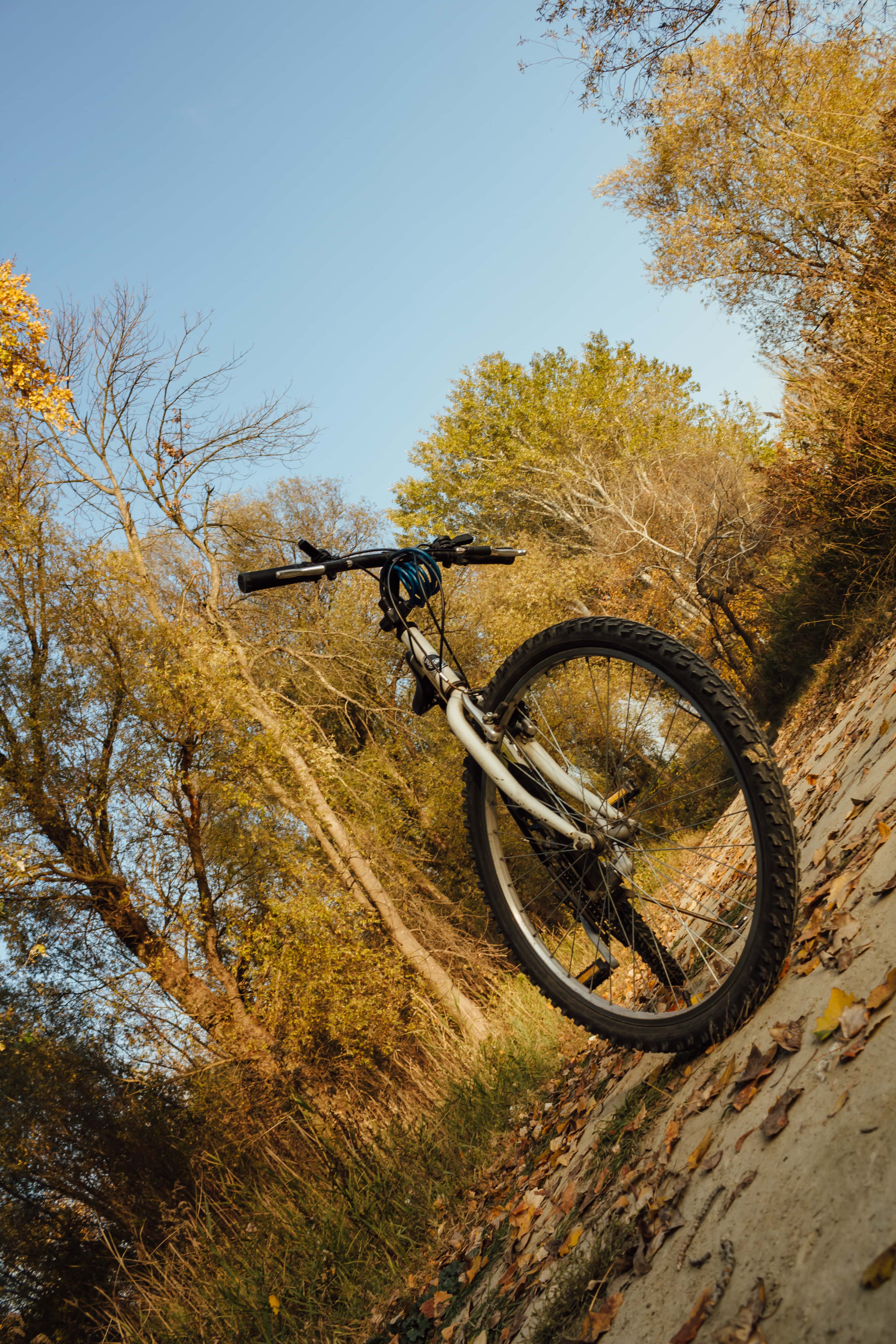 3456x5184 Free picture: mountain bike, forest road, mountain, bicycle, tree, autumn, wheel, nature, wood, outdoors