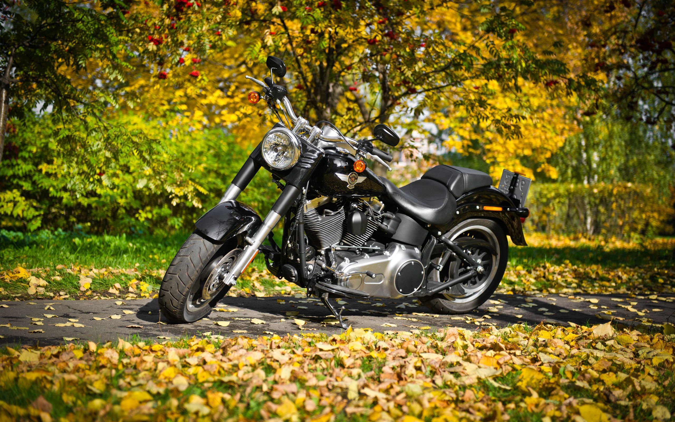 2560x1600 Phone wallpaper: Autumn, Bike, Motorcycles, Leaves, Harley 142407