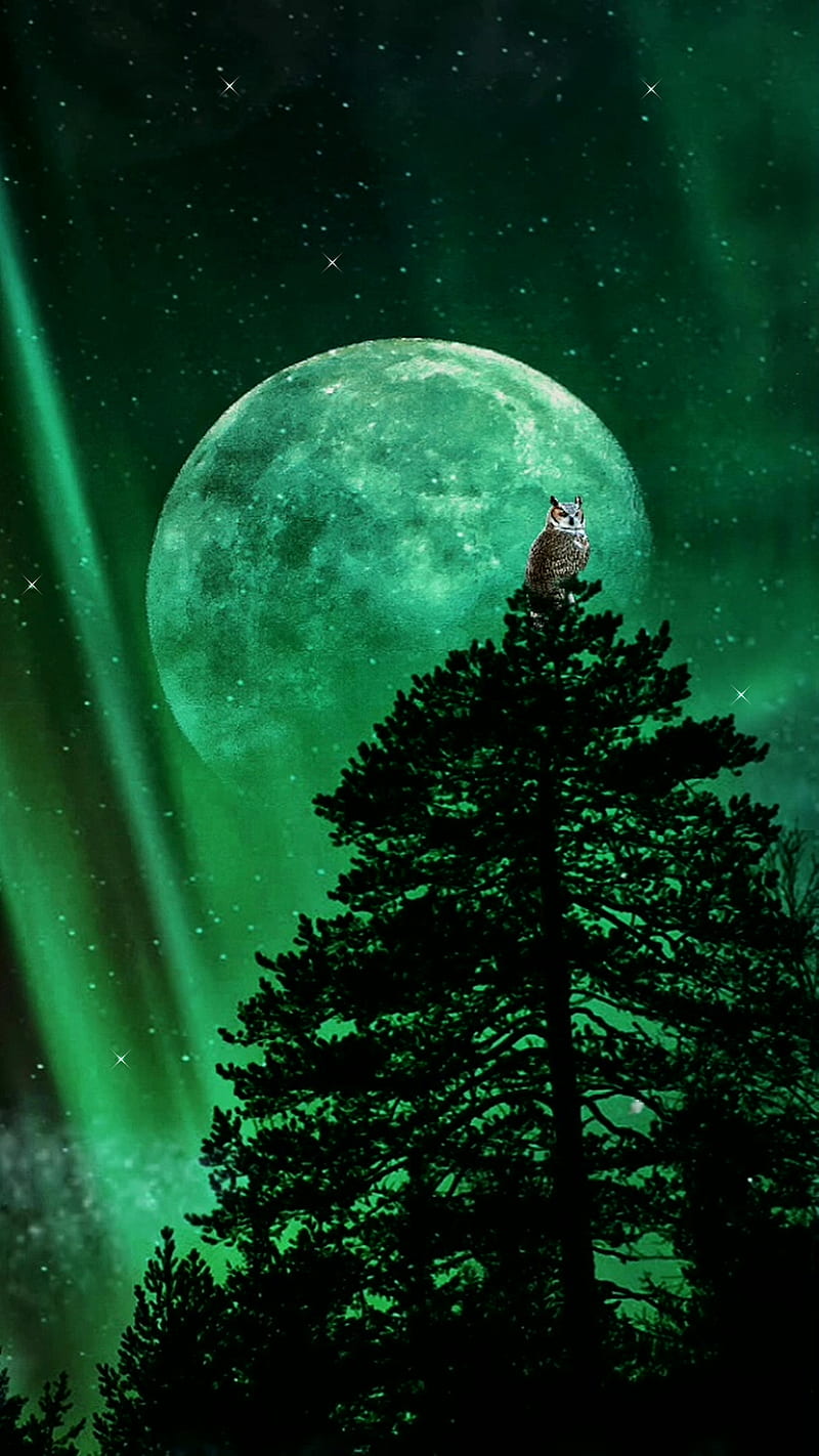 800x1422 Green Skies & Owl, GreenSkies, aurora, dark, hoot, moon, nature, night, sky, HD phone wallpaper