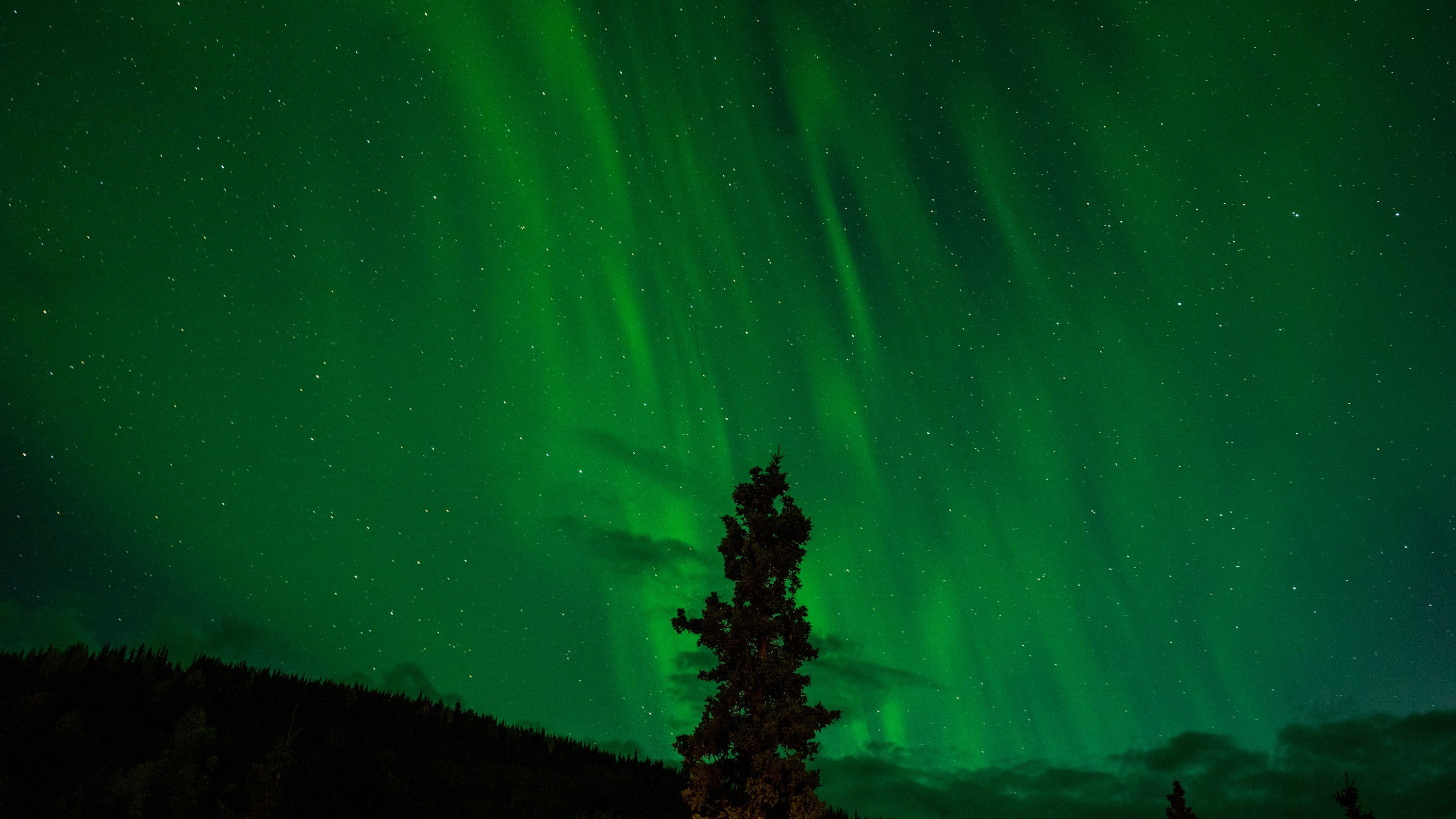 3000x1688 Silhouette of tree on front of green sky