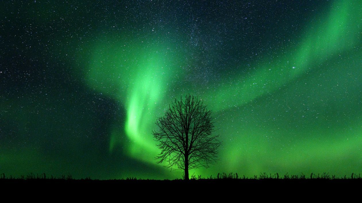 1260x709 Silhouette of a Tree Under the Green Sky With Stars · Free