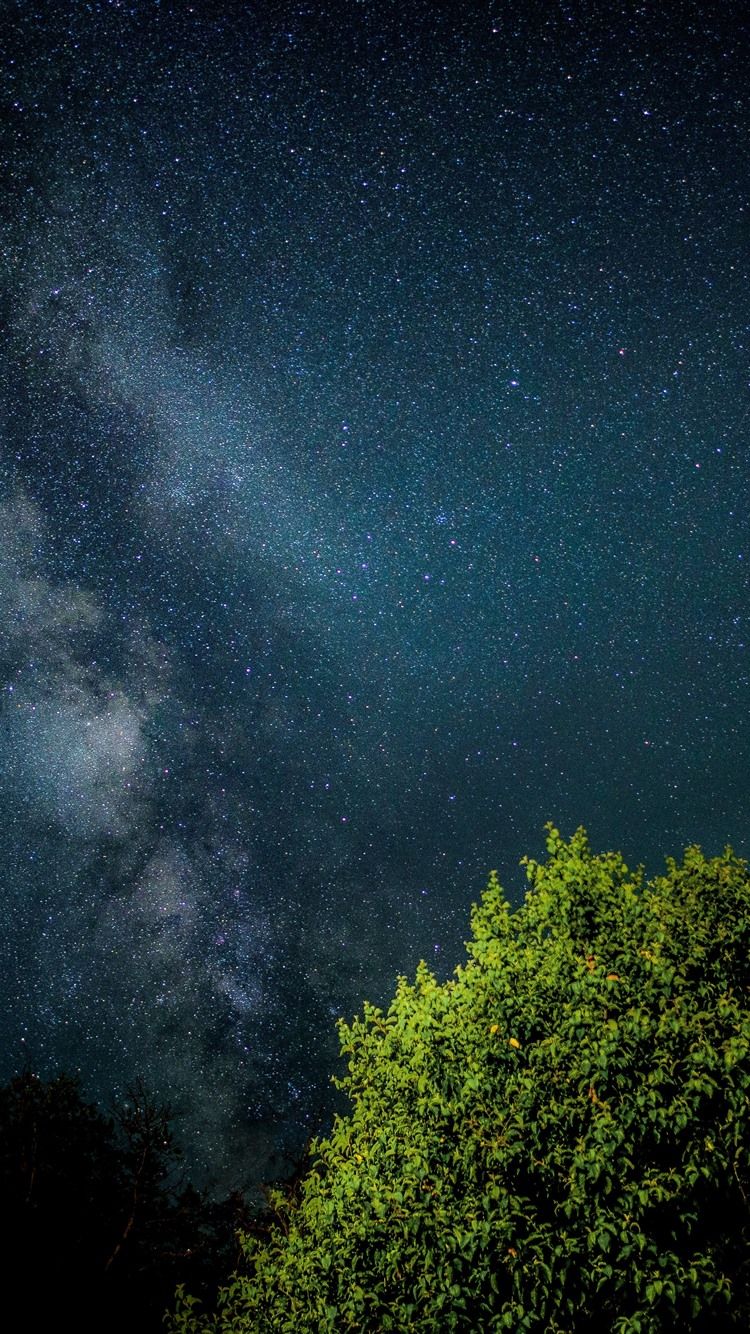 750x1334 Starry, Sky, Night, Tree, Green Leaves 1206x2622 IPhone 16 17 18 Pro Wallpaper, Background, Picture, Image