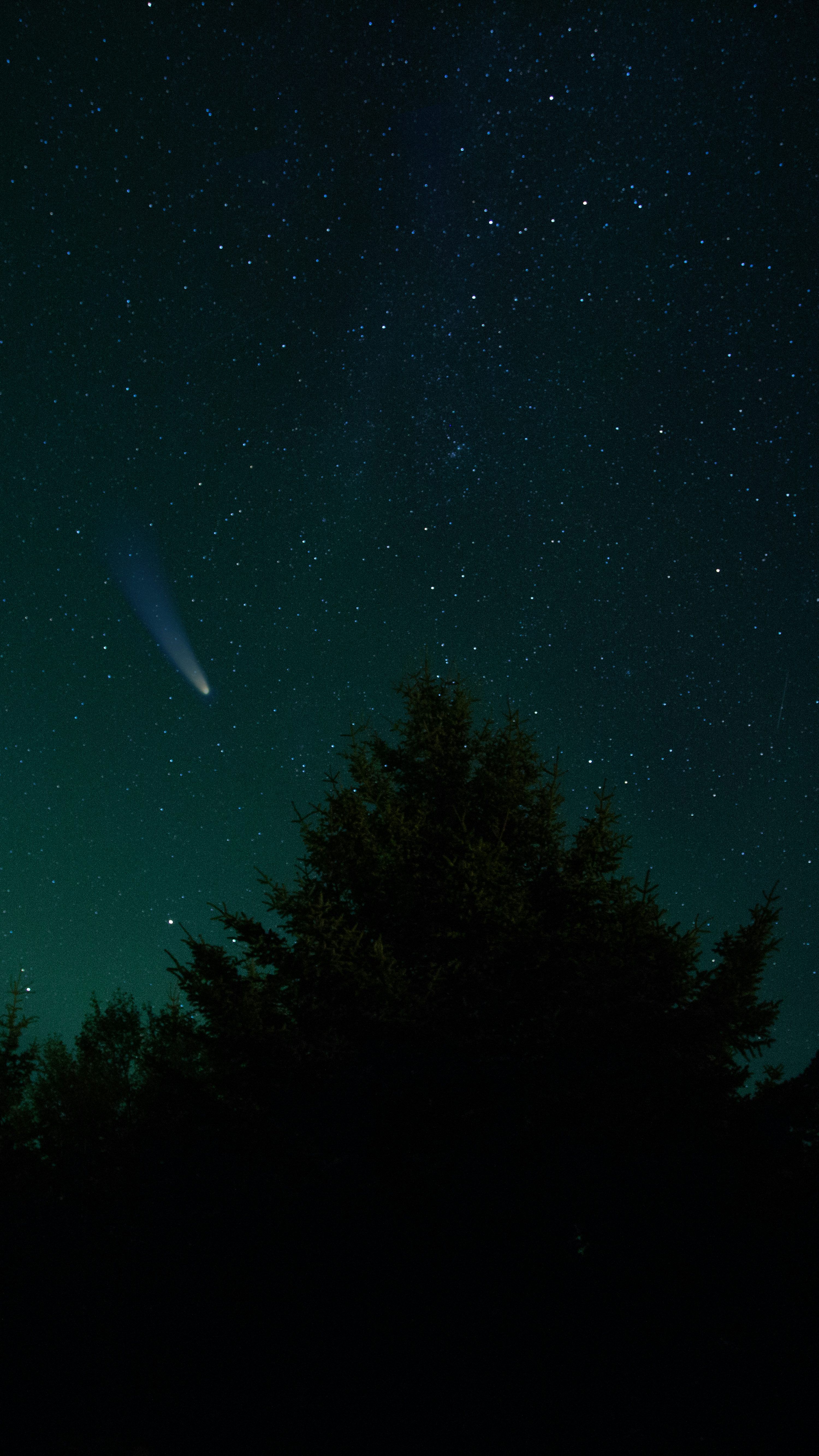 3000x5333 Green trees under blue sky during night time