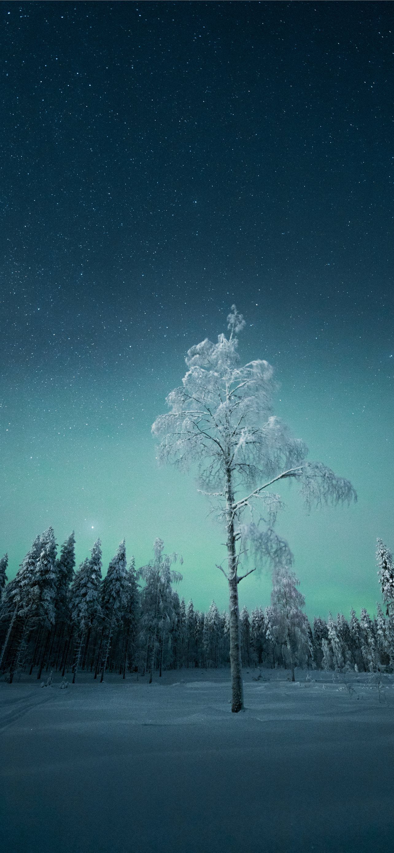 1284x2778 green trees under blue sky during night time iPhone Wallpaper Free Download