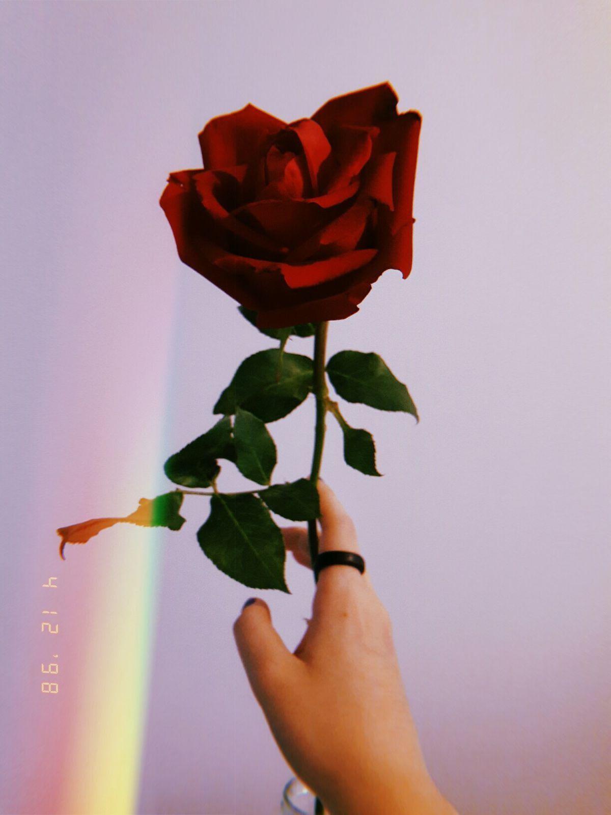 1200x1600 Hand Holding Rose Dark Aesthetic Rose Wallpaper