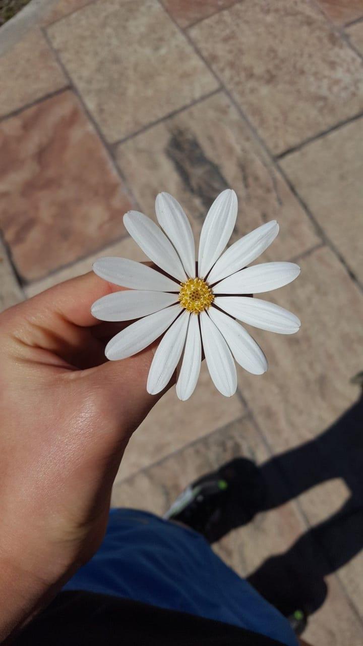 720x1280 hand, hd, wallpaper and flower