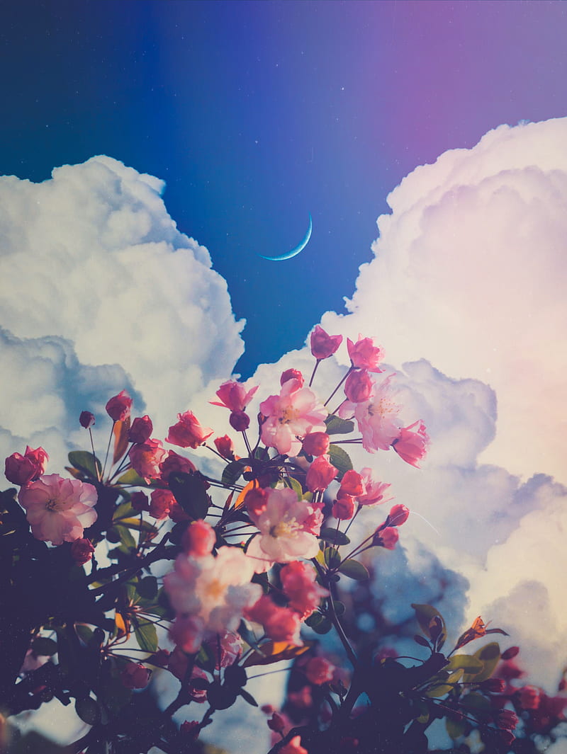 800x1065 Aesthetic pink flowers, Aesthetic, GEN_Z__, collage, digital, digital art, digital artist, HD phone wallpaper