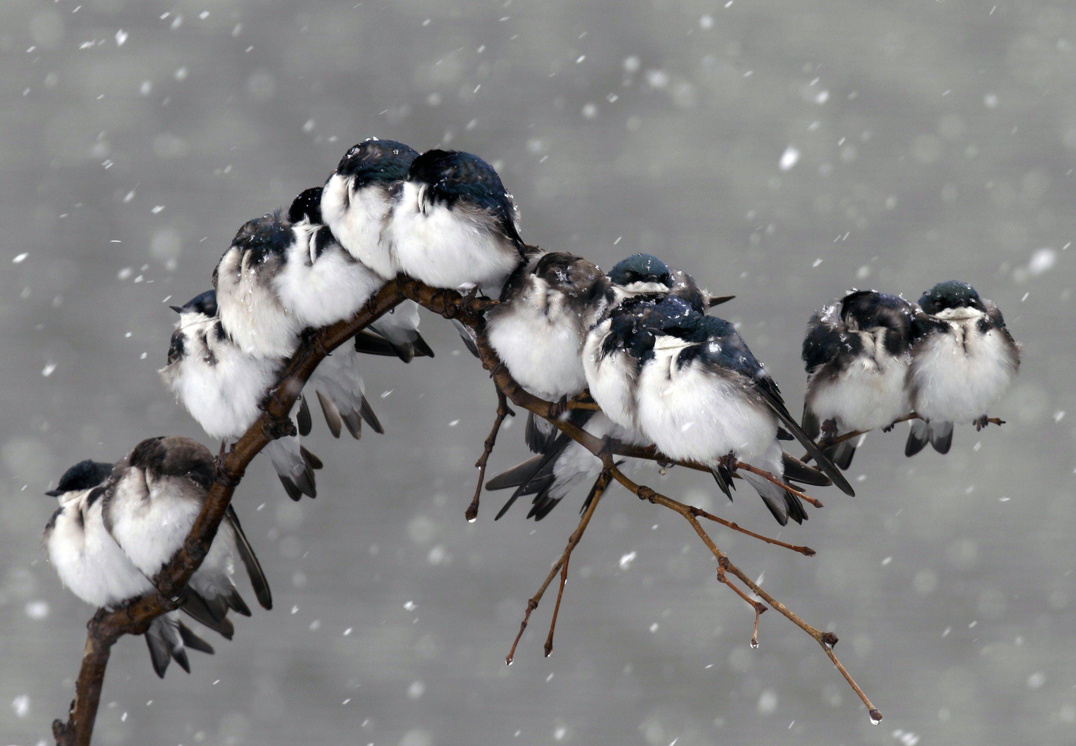 3608x2501 Winter Bird Desktop Wallpaper Free .