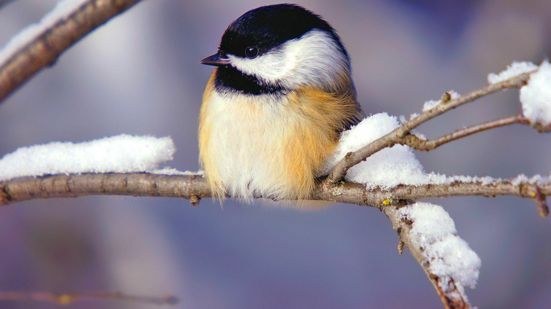 1920x1080 Winter birds wallpaper [DOWNLOAD FREE]