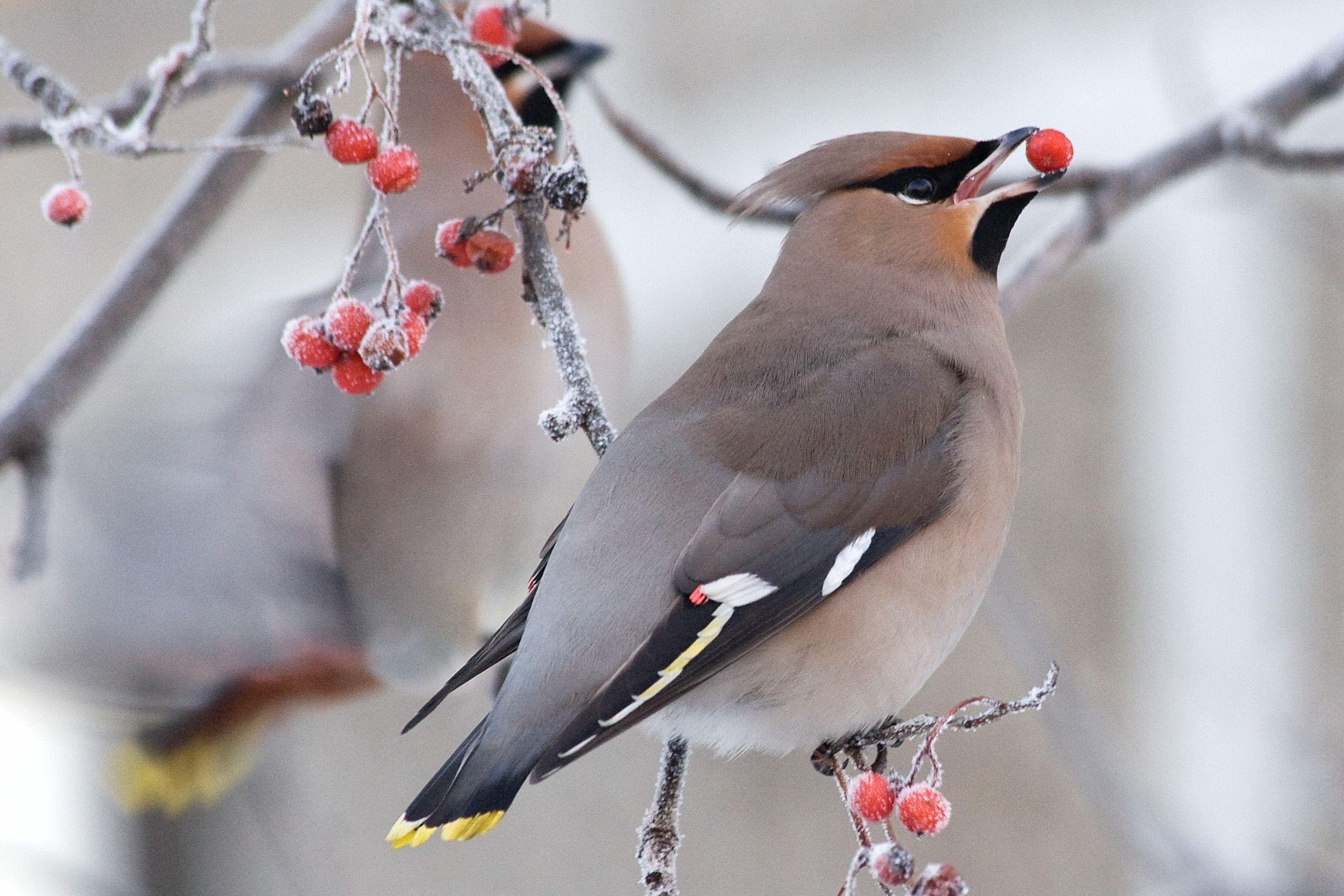 2469x1646 Winter Birds And Berries Wallpaper