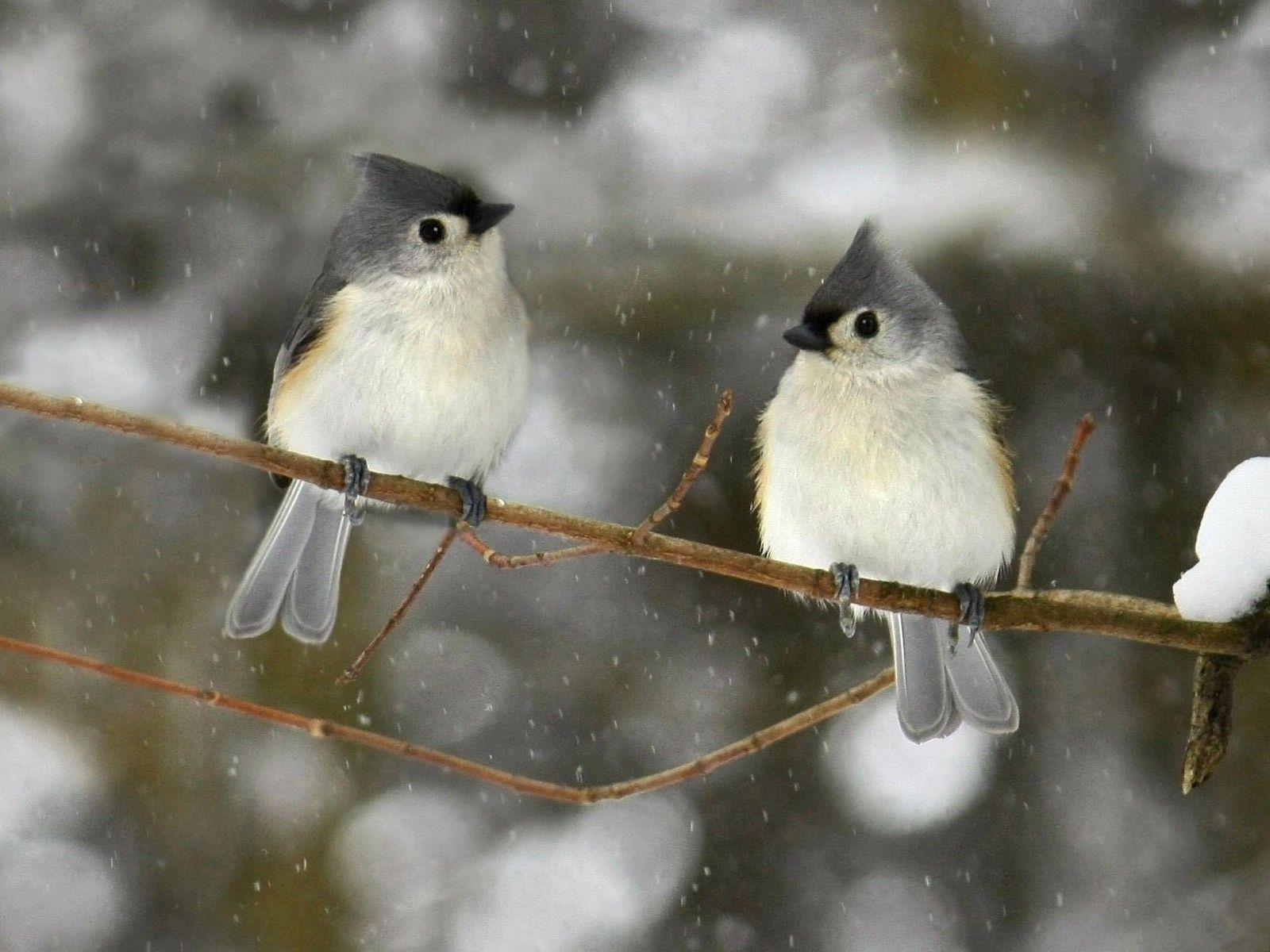 1600x1200 Free Desktop Wallpaper Winter Birds