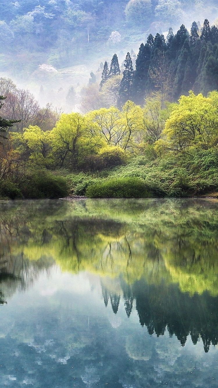 750x1334 South Korea, Lake, Trees, Sakura, Spring 750x1334 IPhone 8 7 6 6S Wallpaper, Background, Picture, Image