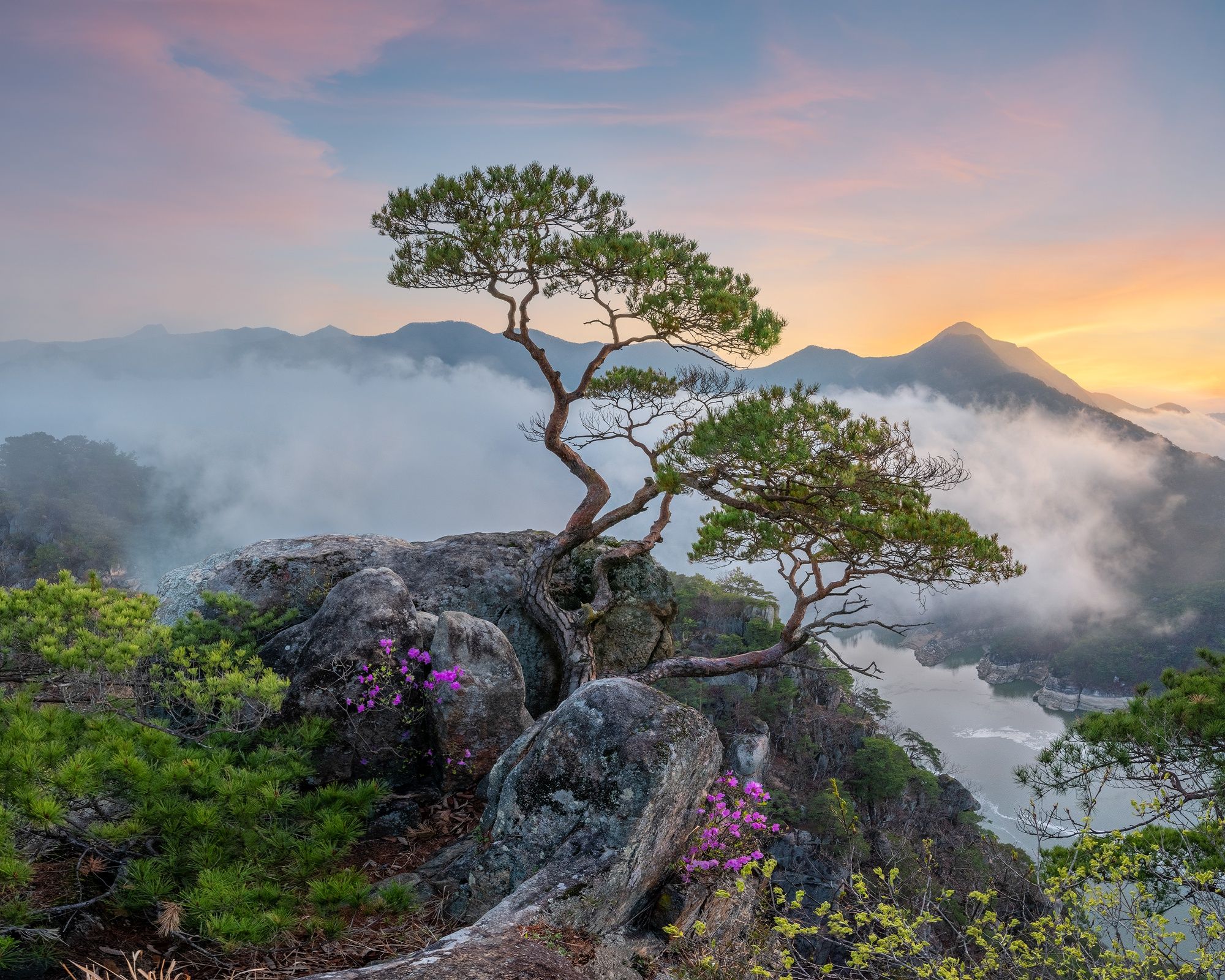 2000x1600 Free trees Full HD wallpaper for desktop and phone