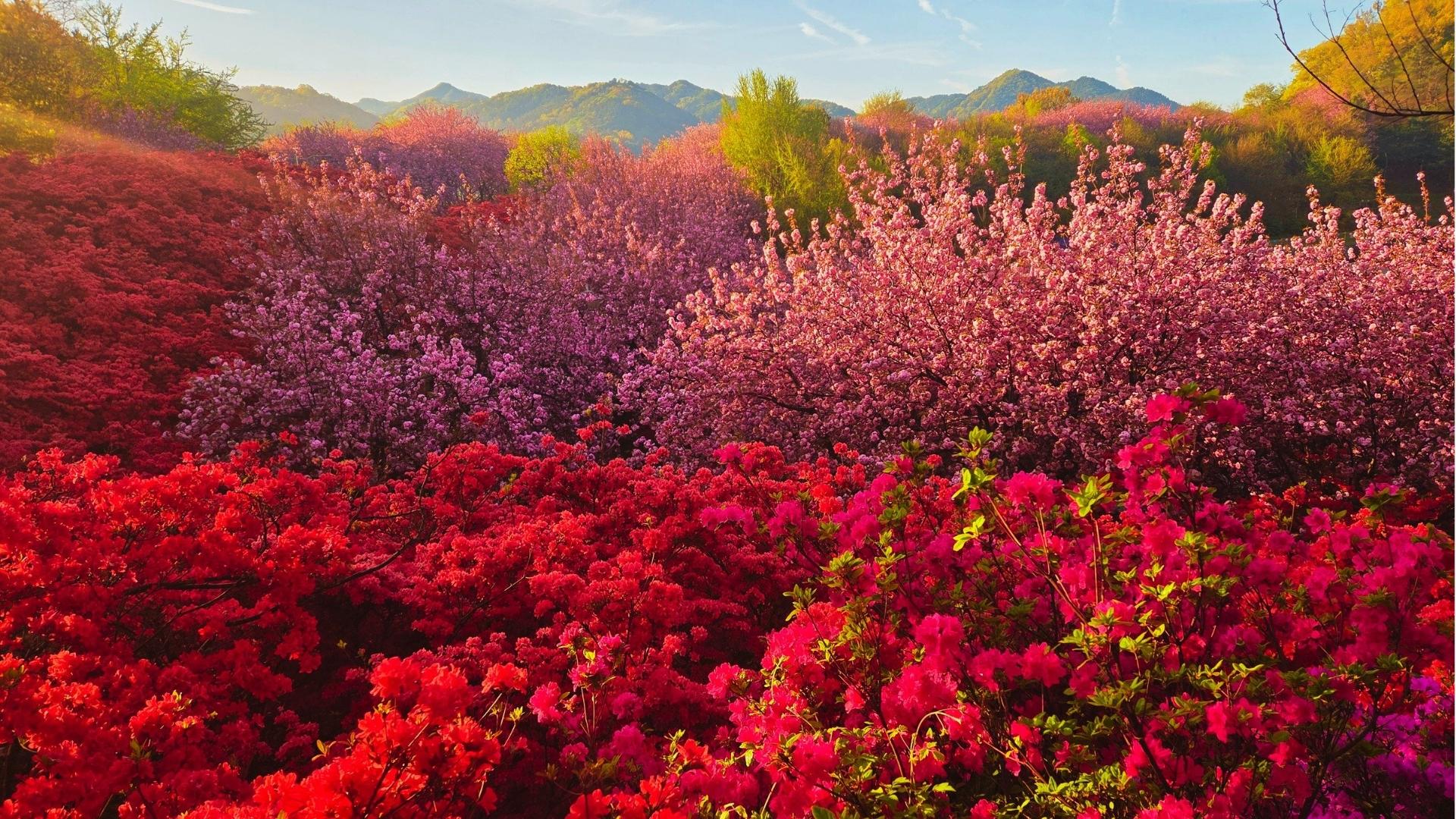 1920x1080 I found this unreal spring landscape in South Korea