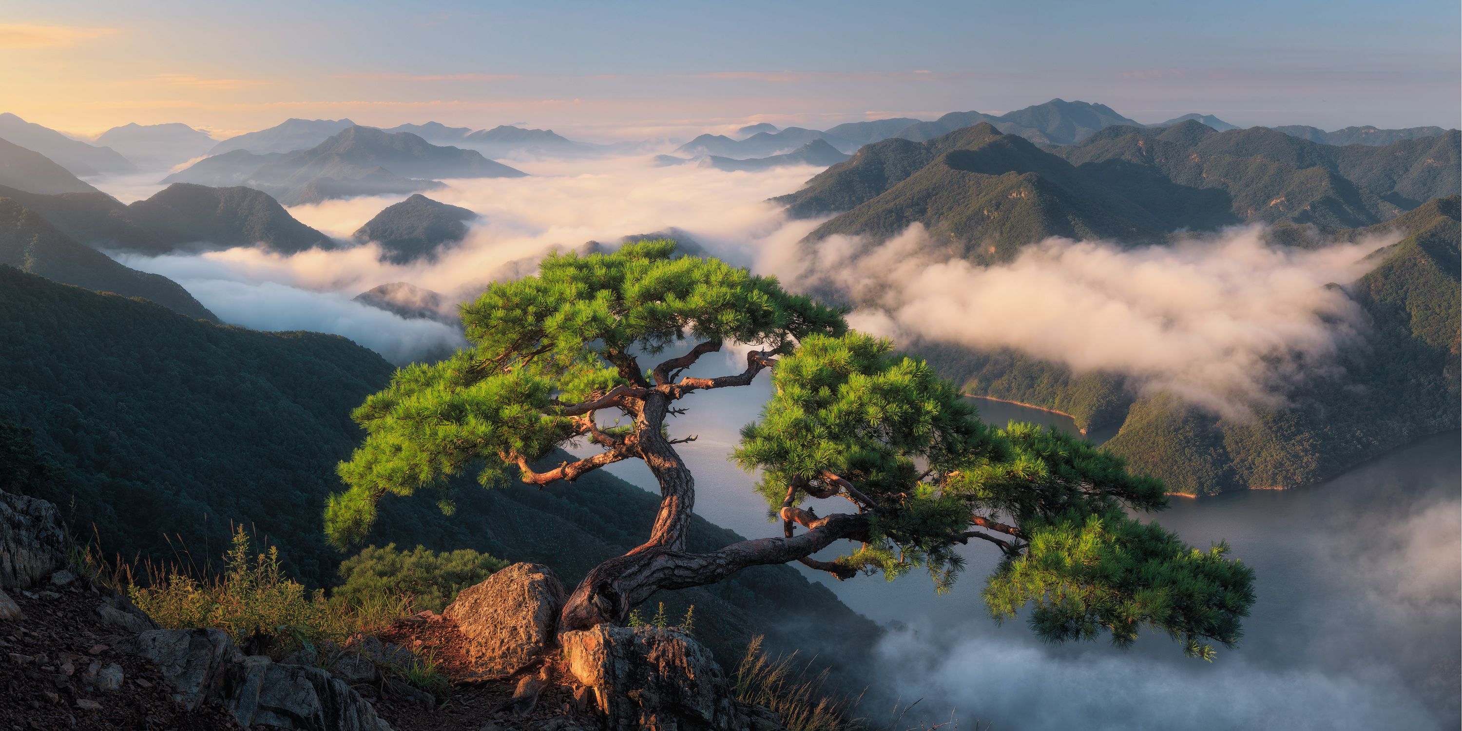 3000x1500 glad to see my favorite tree standing healthy after this year's numerous typhoons and landslides, South Korea [OC] (3000x1500)