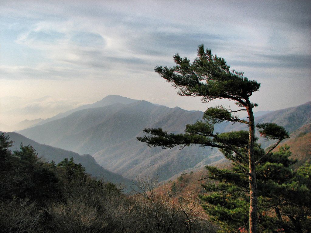 1024x768 Mountain And Tree Jirisan National Park South Korea