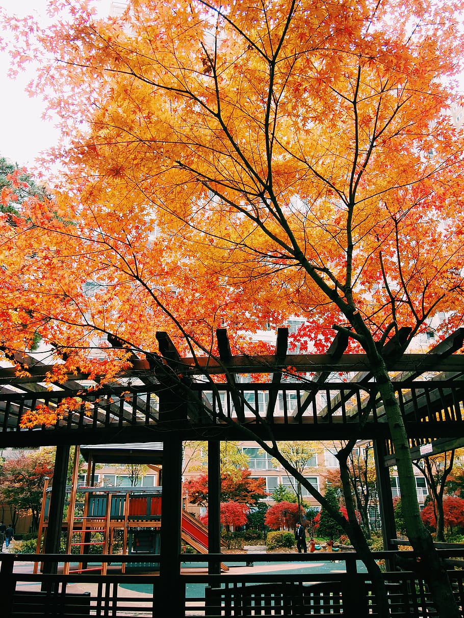 910x1213 seoul, south korea, 서울특별시, autumn, autumn colors, trees, red, yellow