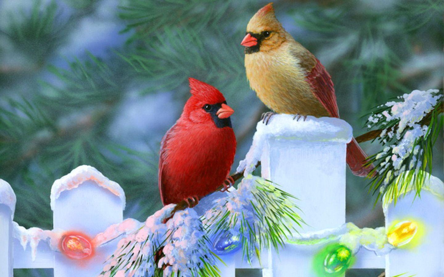 Winter Birds Wallpapers - Top Free Winter Birds Backgrounds