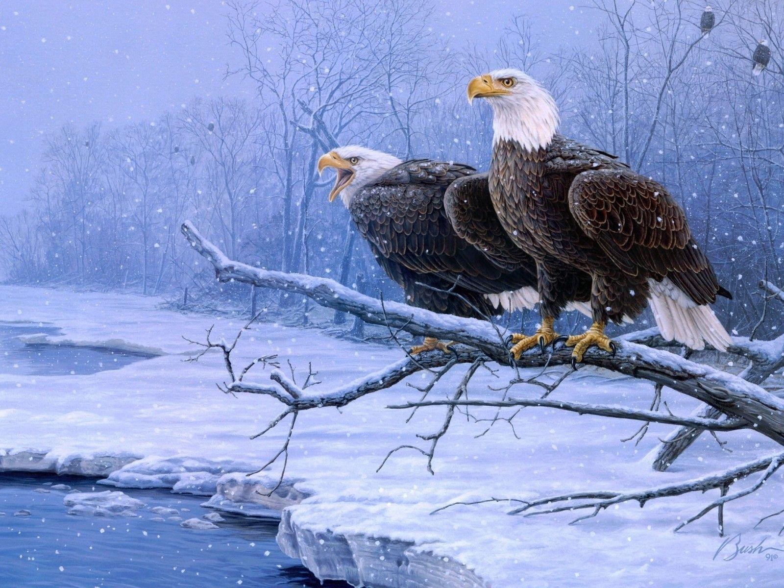 1600x1200 Winter Birds Desktop Wallpaper. Winter Bird Photo