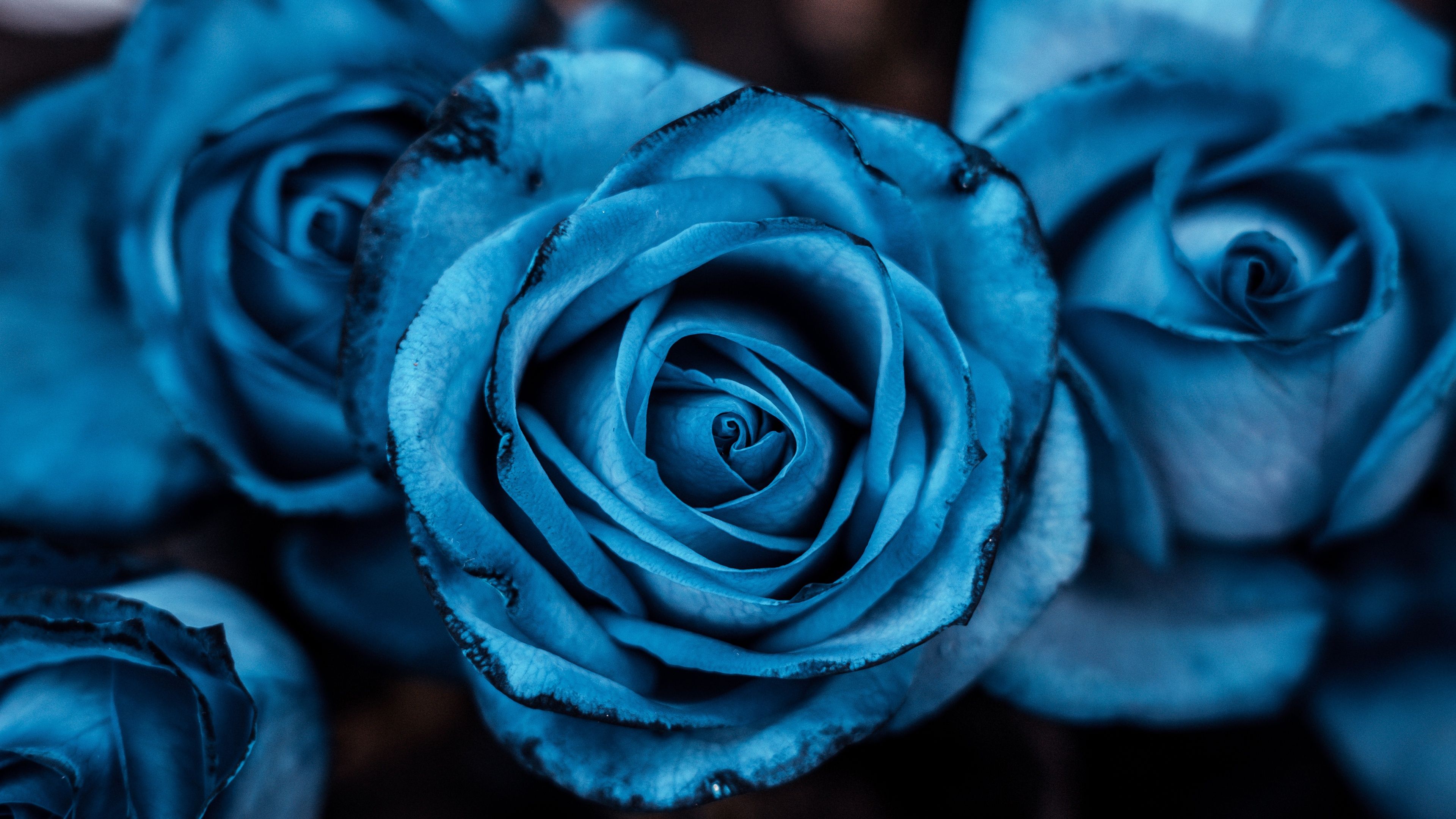 3840x2160 Blue aesthetic Wallpaper 4K, Rose flowers, 5K, 8K, Blue rose