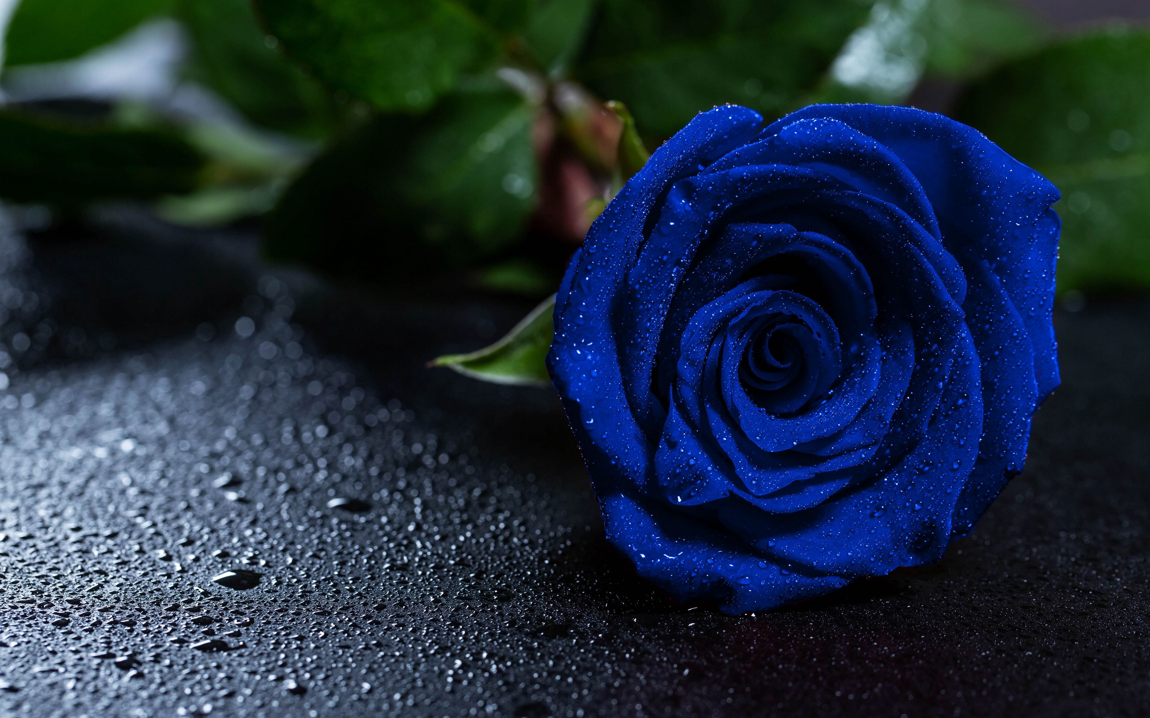 3840x2400 Download wallpaper 3840x2400 rose, blue rose, drops, bud 4k ultra HD 16:10 HD background