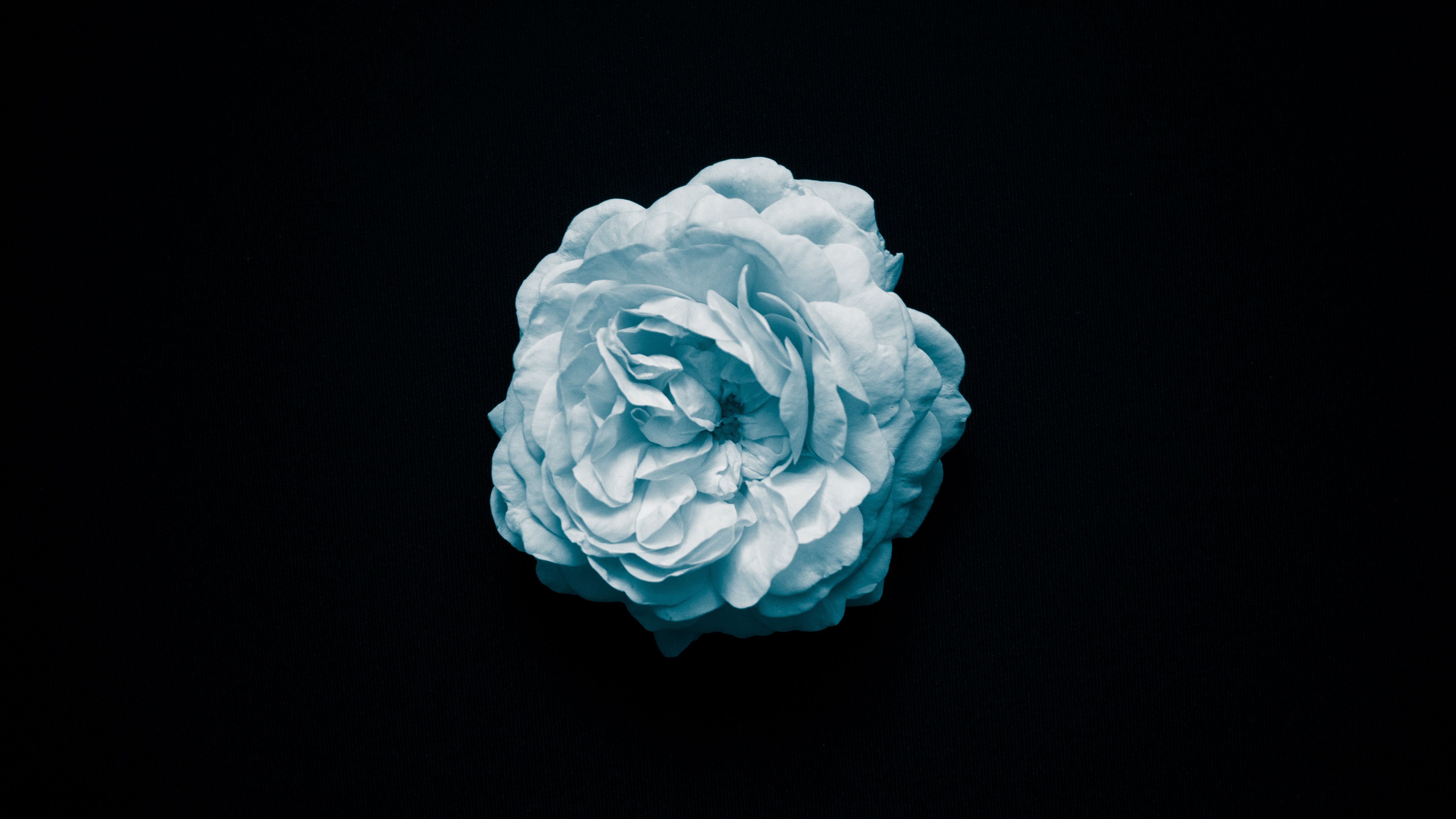 5120x2880 Light Blue Rose With Black Background 4K 5K HD Light Blue Wallpaper